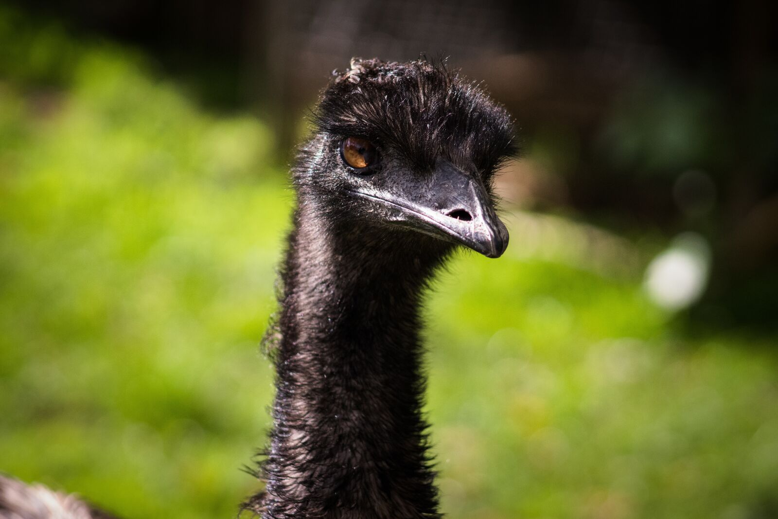 Canon EF75-300mm f/4-5.6 sample photo. Wildlife, nature, animal photography