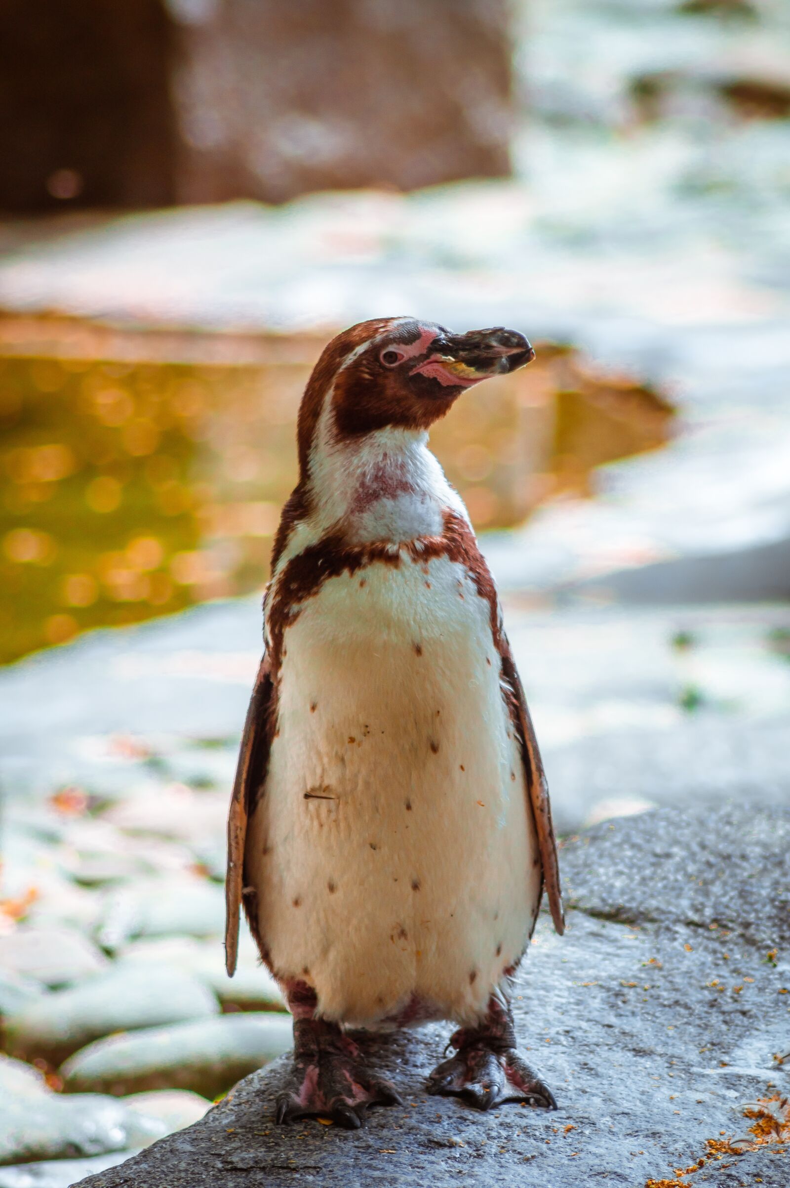 Sony SLT-A58 sample photo. Penguin, zoo, bird photography