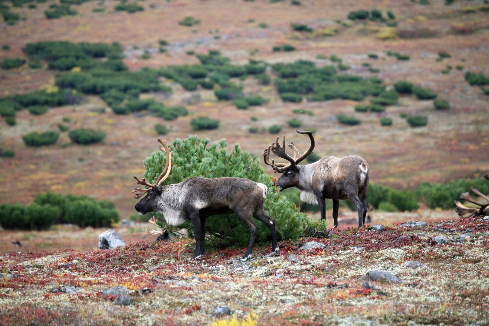Canon EOS 5D sample photo. Reindeer, the herd, pasture photography
