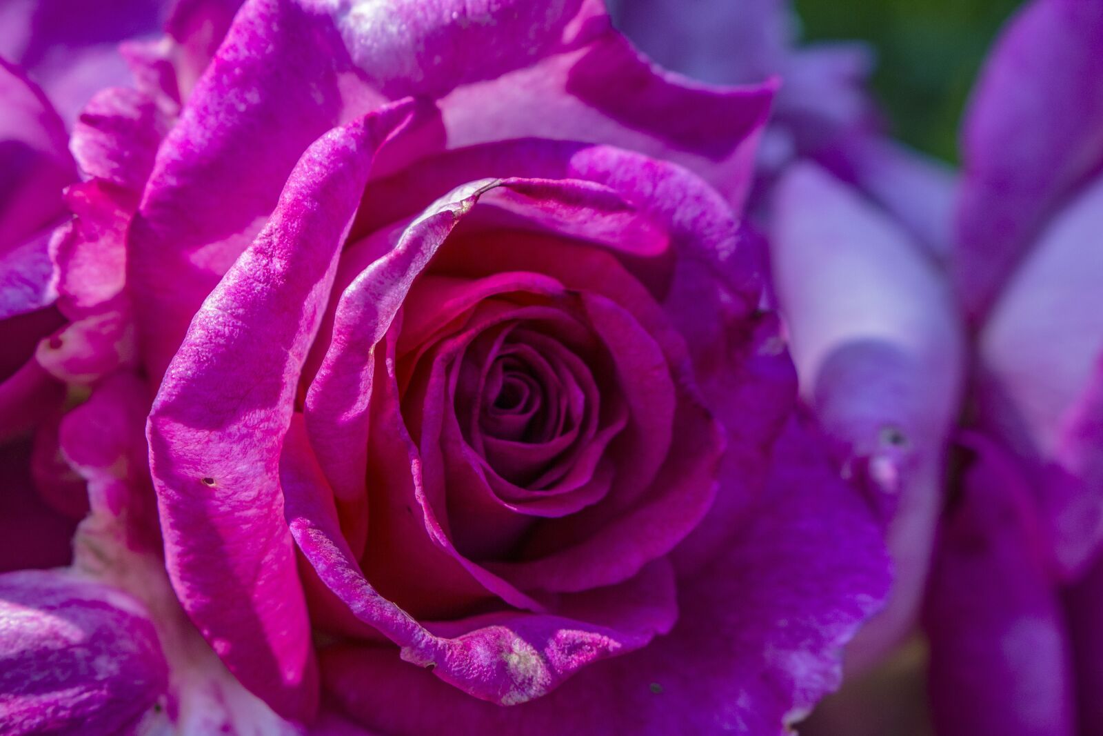 Canon EF-S 18-55mm F3.5-5.6 IS STM sample photo. Canadian rose, flower, love photography