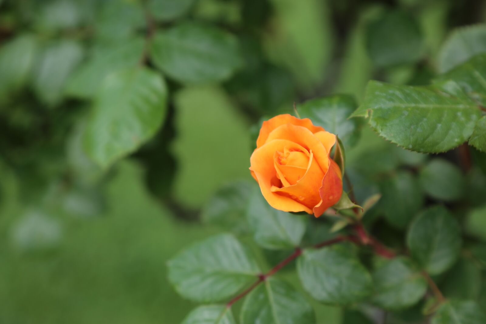 Canon EF 24-105mm F4L IS USM sample photo. Rose, spring, nature photography