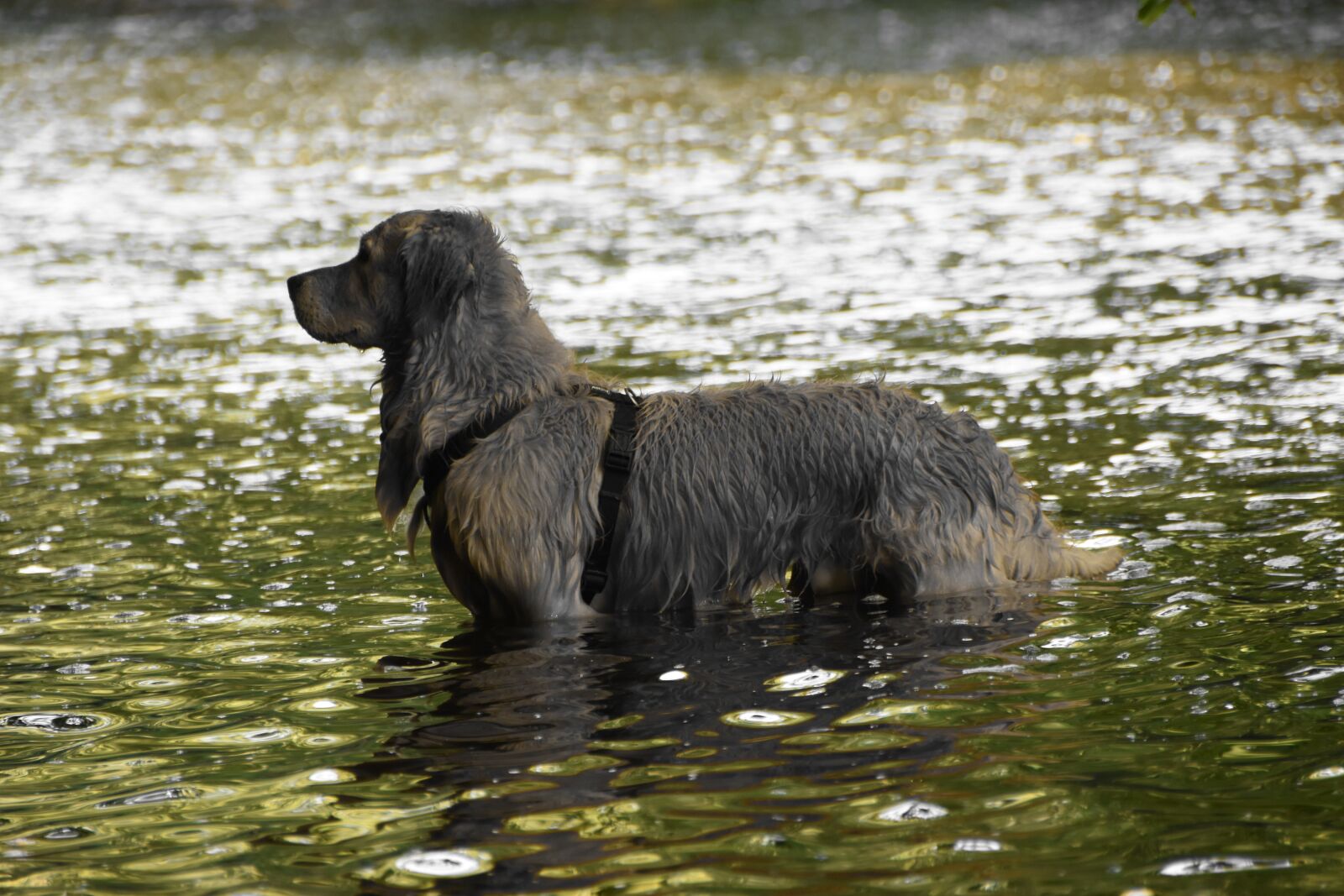 Nikon D5600 sample photo. Goldie, dog, retriever photography