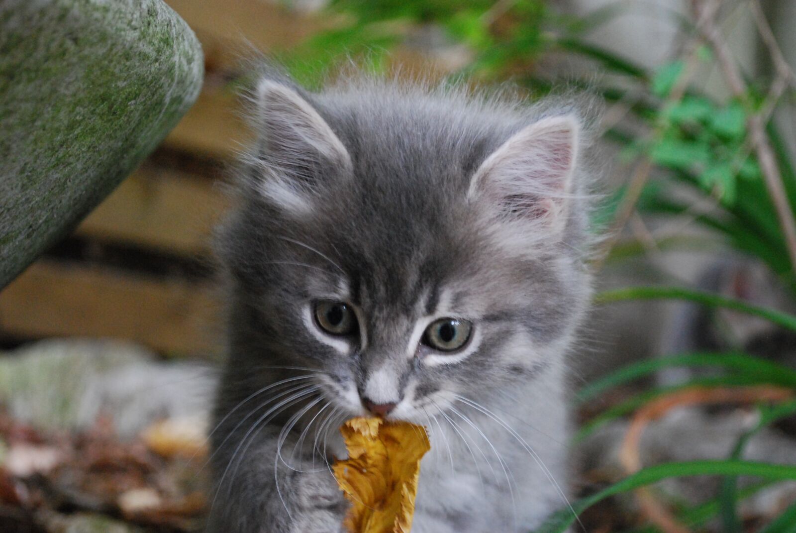 Nikon D60 sample photo. Kitten, grey, cat photography