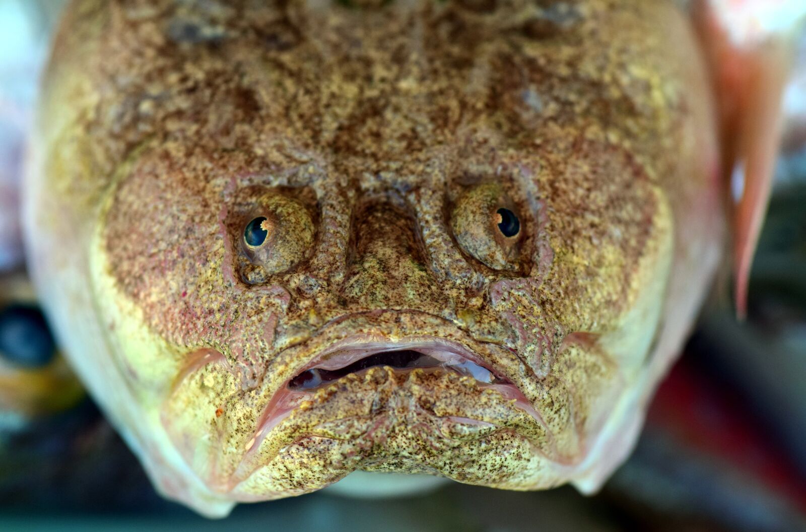 Nikon D3300 sample photo. Fish, fish head, eat photography