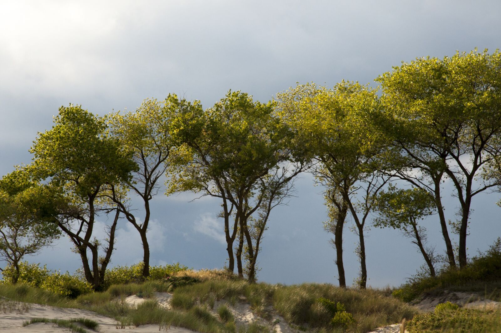 Nikon D90 sample photo. Trees, nature, coast photography