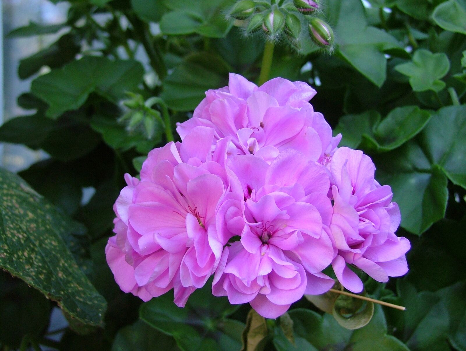 Fujifilm FinePix S5000 sample photo. Rose geranium, pink flowers photography