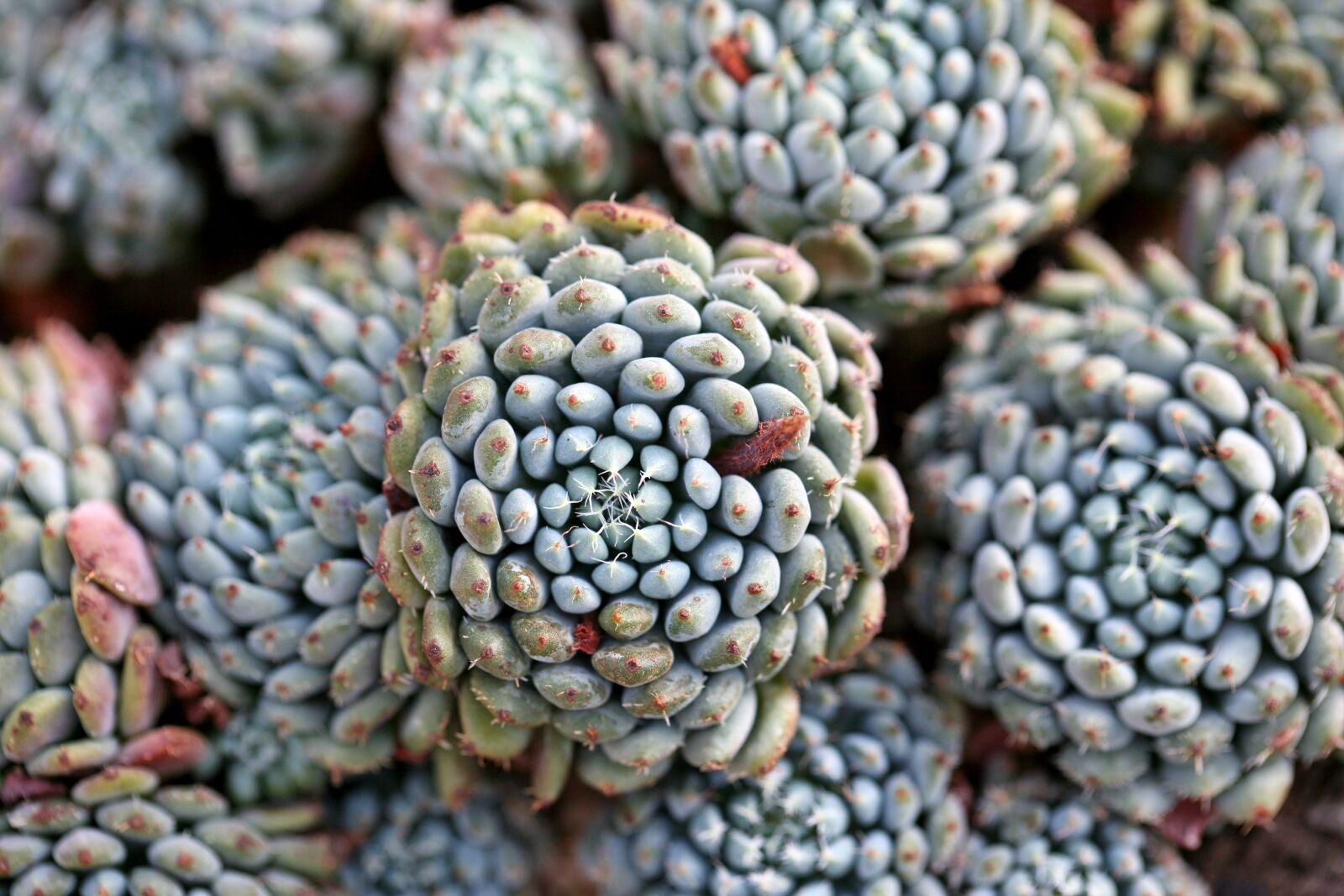 Canon EOS 5D sample photo. A fleshy plant, fleshy photography