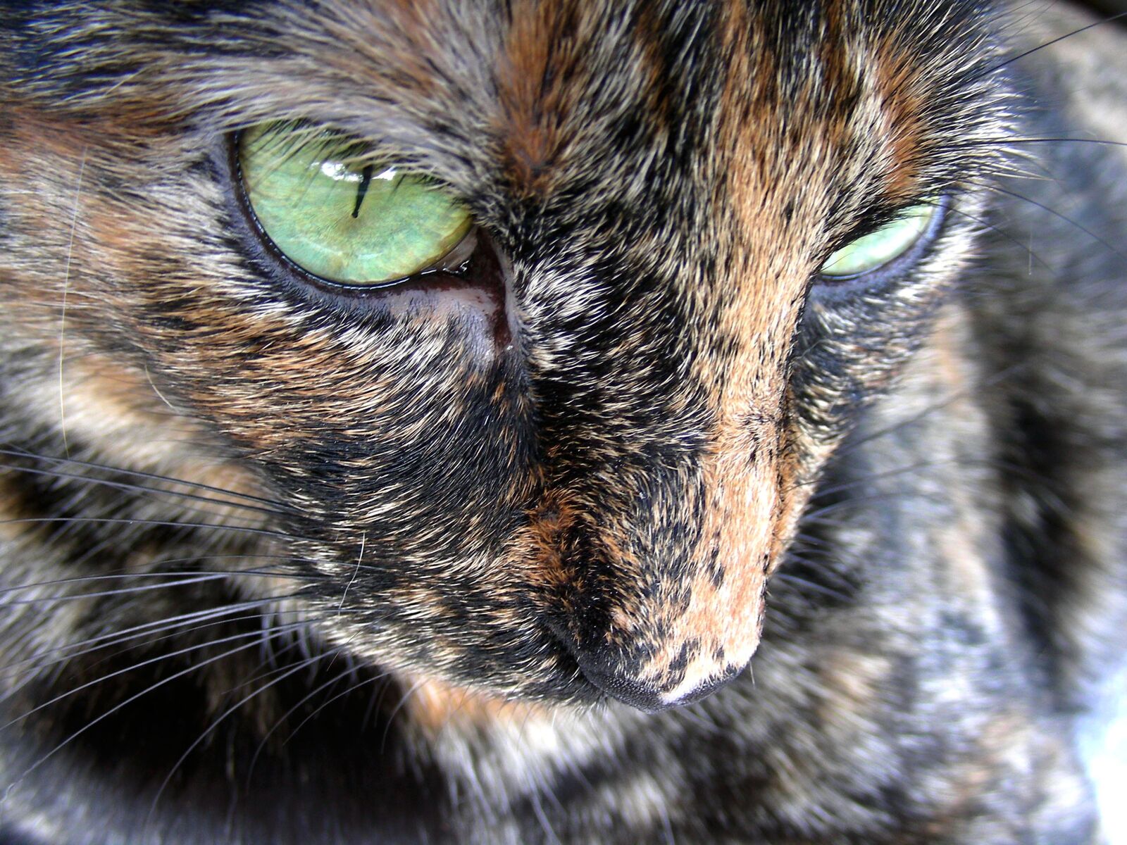 Nikon COOLPIX S4 sample photo. Cat, my, kitty photography