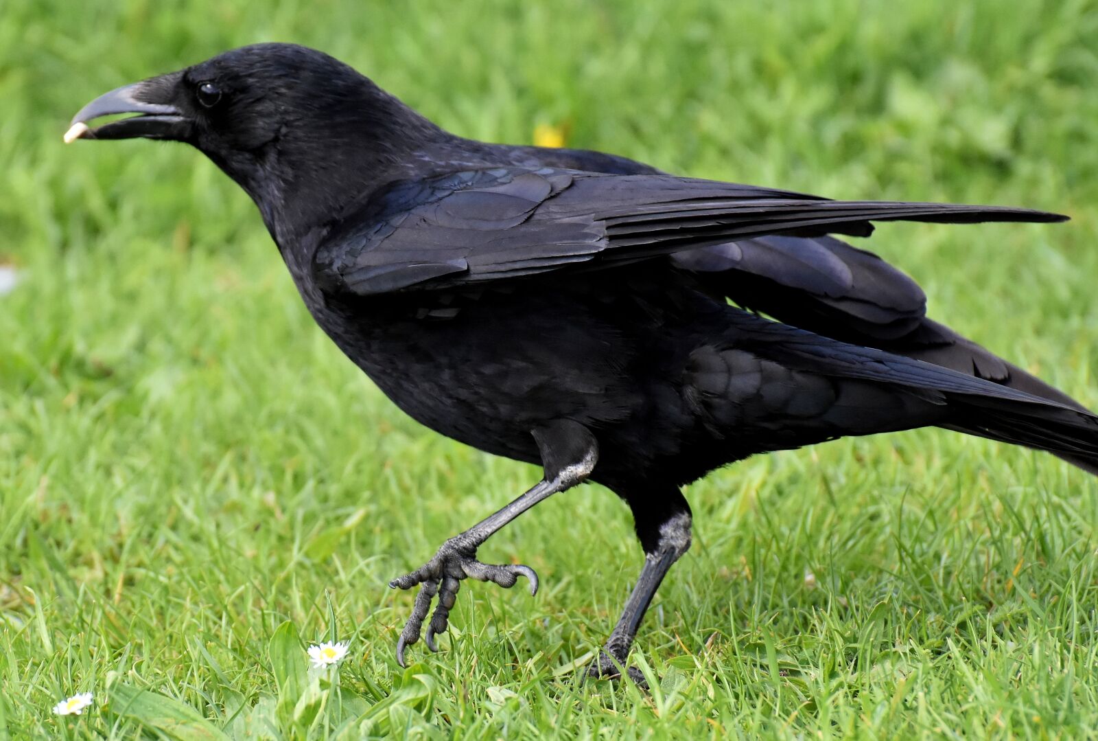 Nikon D7200 sample photo. Crow, raven bird, raven photography