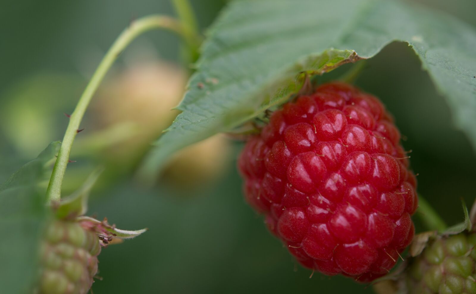 Nikon D4 sample photo. Raspberry, raspberries, fruits photography