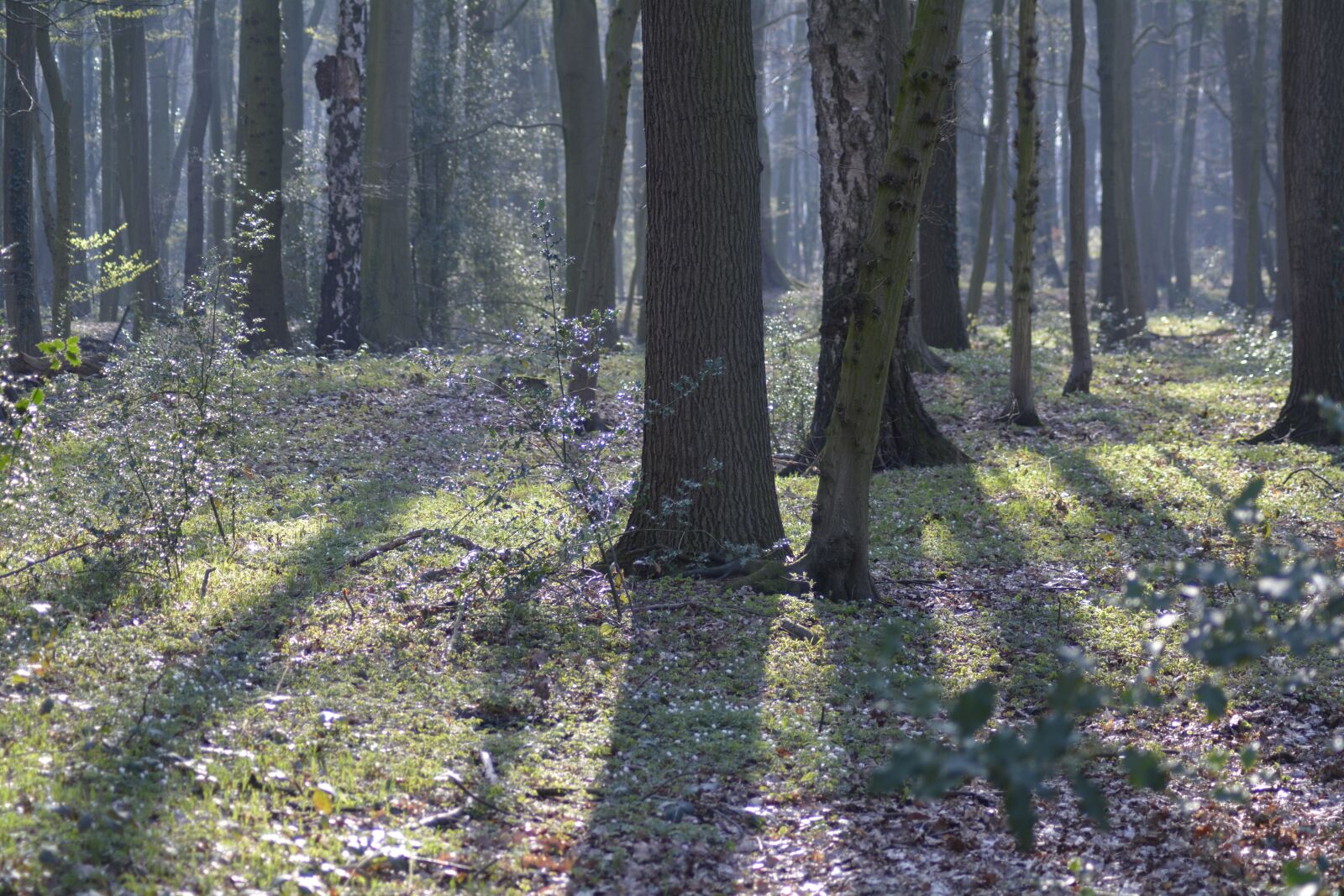 Nikon D7100 sample photo. Wood, nature, landscape photography