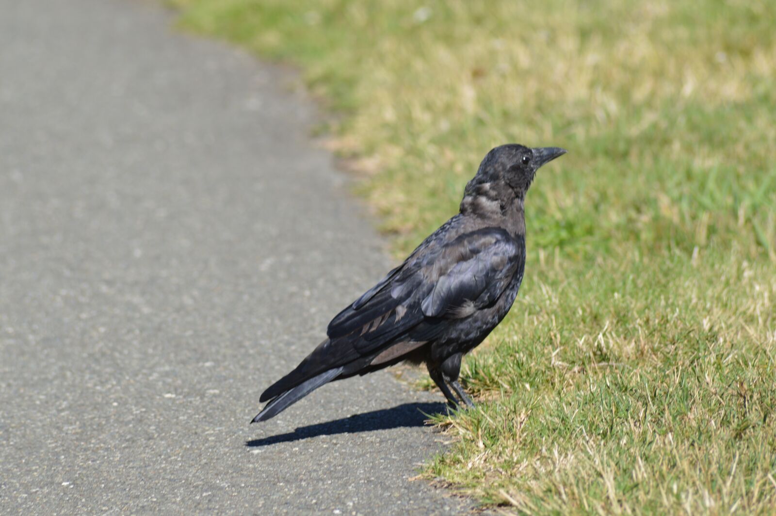 Nikon D3200 sample photo. Bird, crow, avian photography