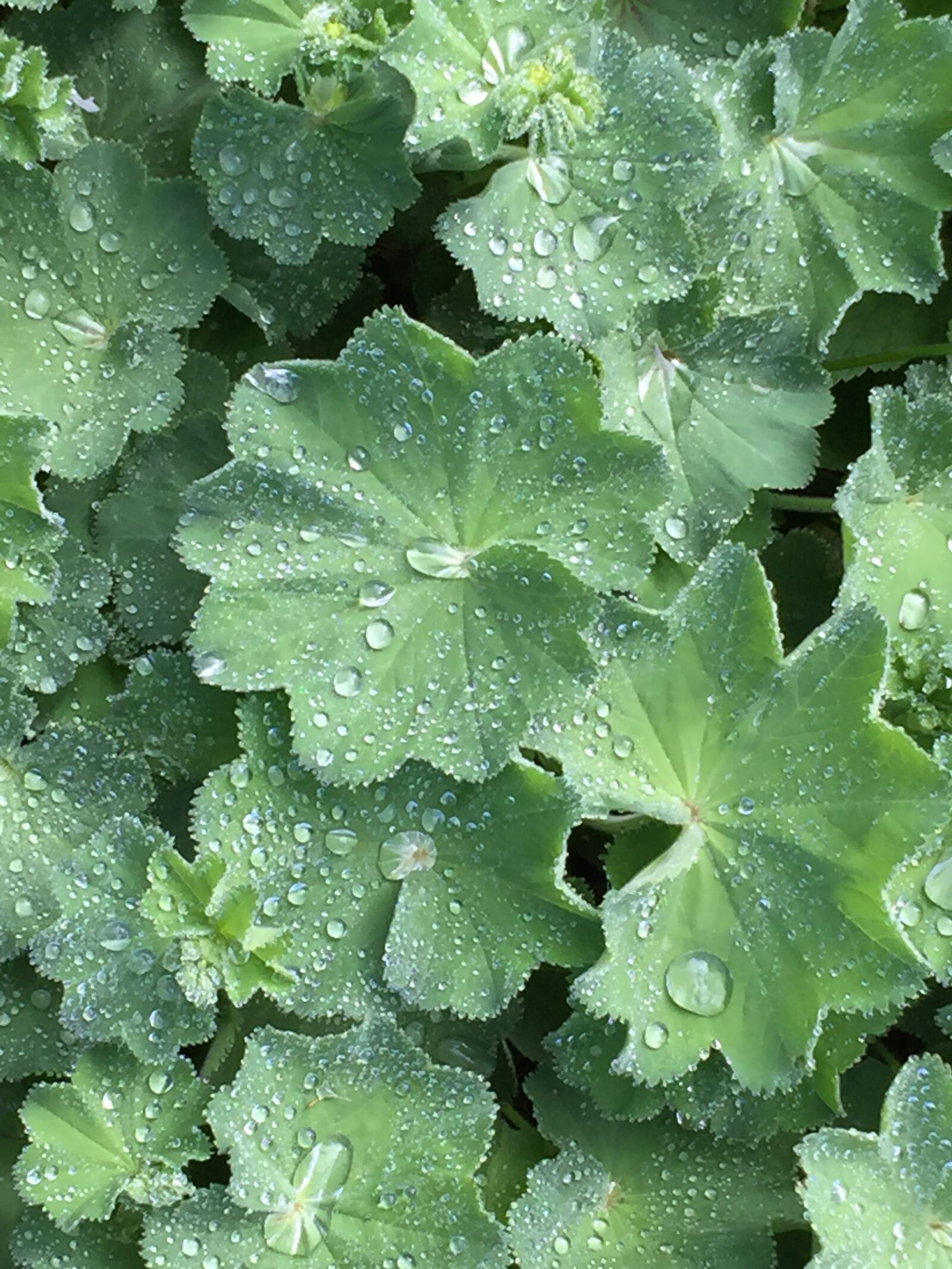 Apple iPhone 6 sample photo. Leaves, water, run off photography