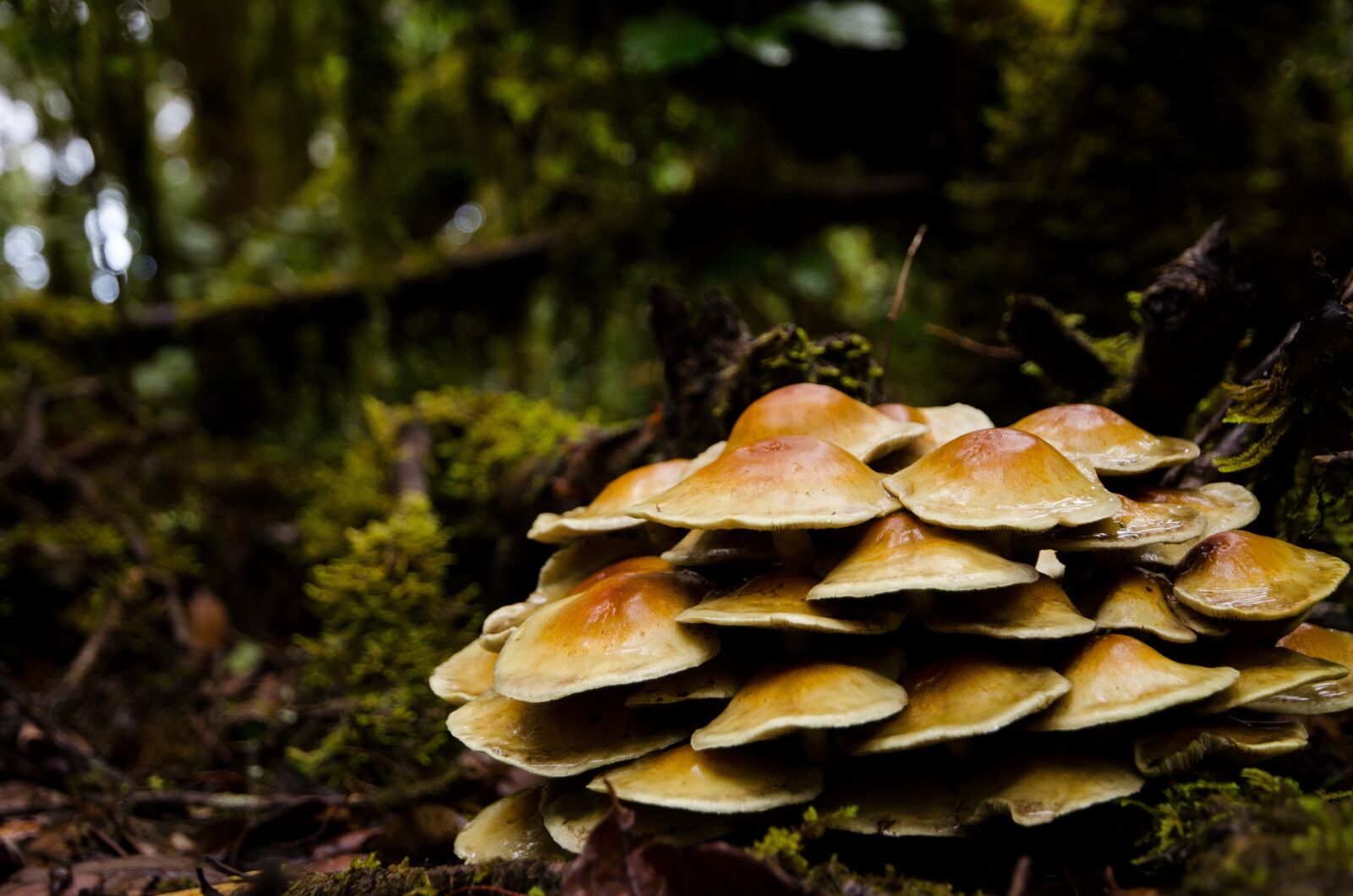 Nikon D7000 sample photo. Mushroom, forest, moss photography