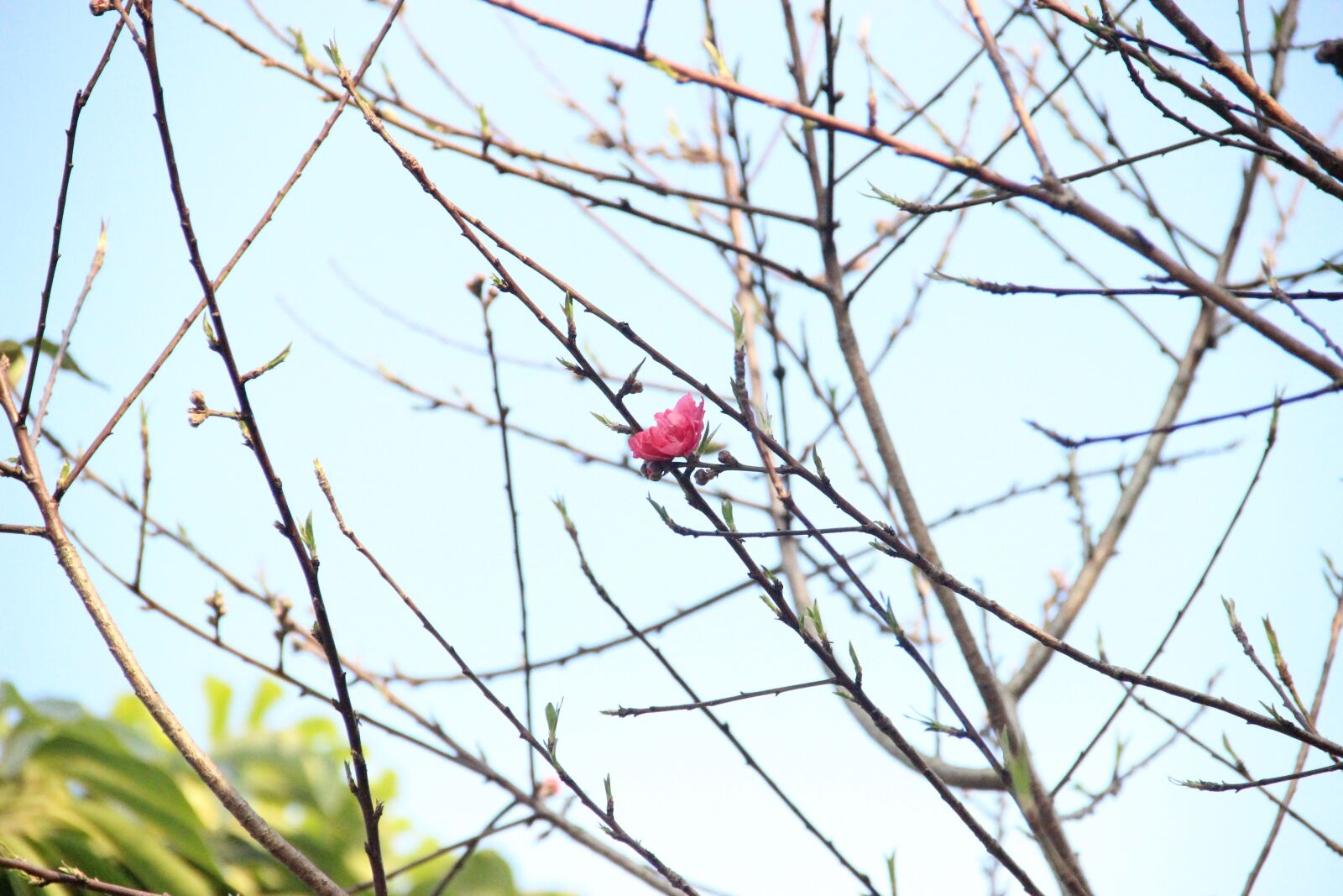 Canon EOS 600D (Rebel EOS T3i / EOS Kiss X5) sample photo. Peach blossom, flower, illustration photography