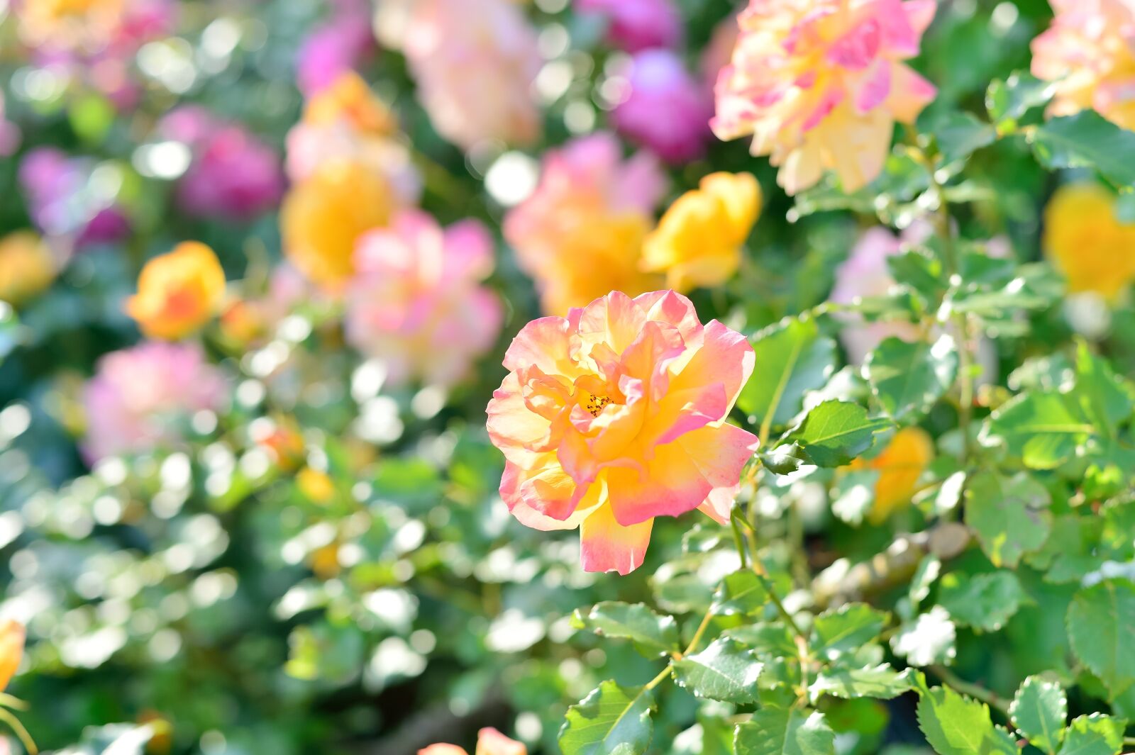 Nikon Df sample photo. In the early summer photography