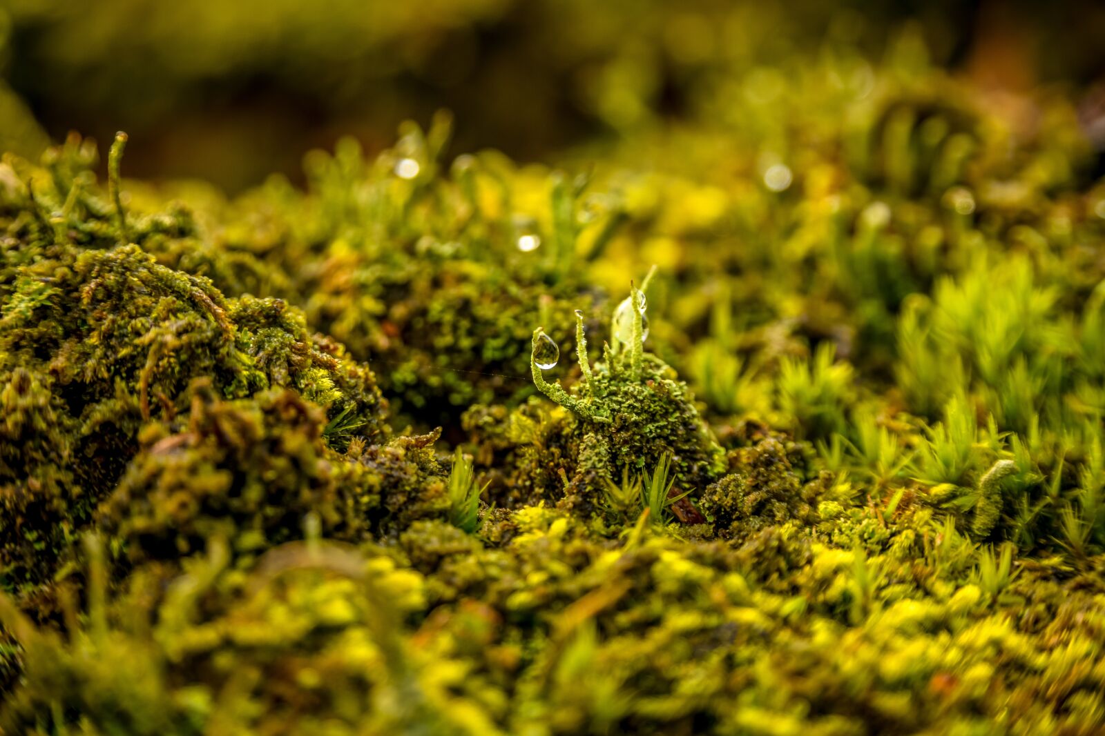 Nikon D850 sample photo. Moss, drop of water photography
