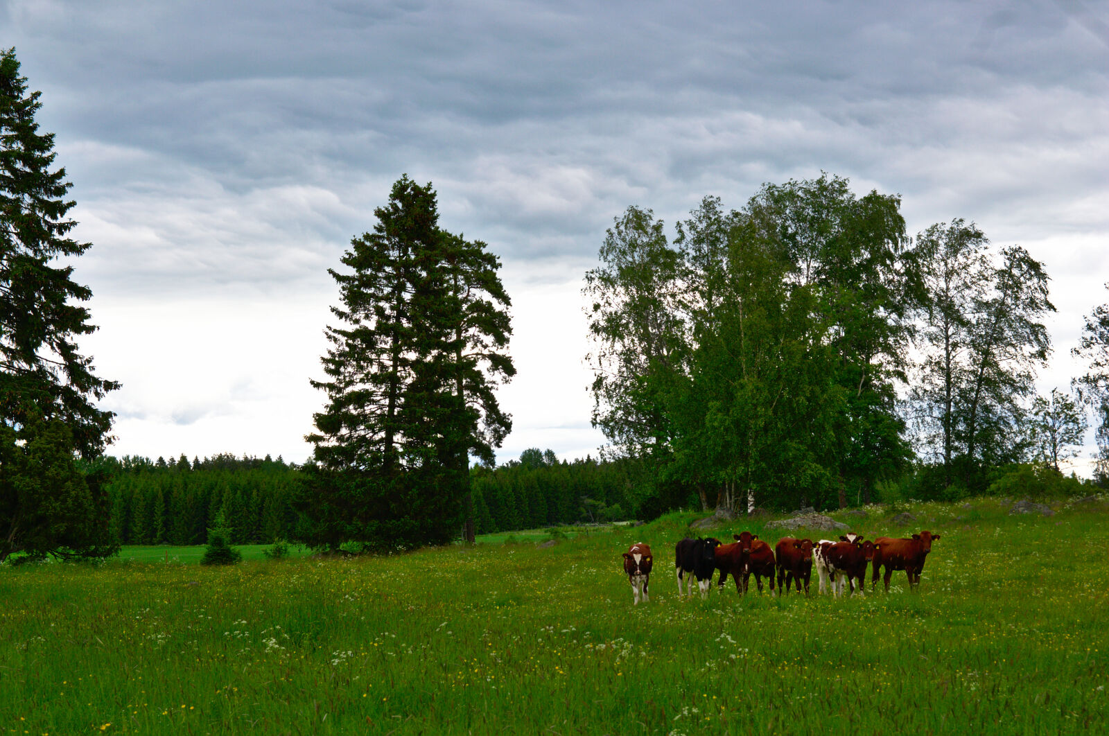 Nikon D3100 + Sigma 17-50mm F2.8 EX DC OS HSM sample photo. Cows, field, green, nature photography