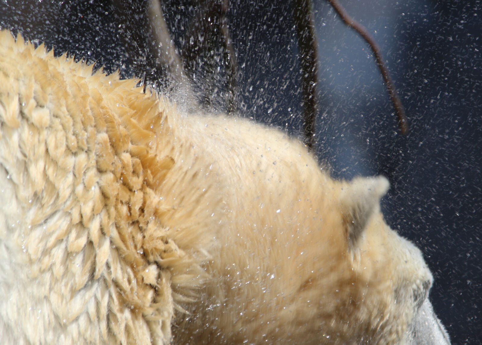 Canon EOS 7D Mark II sample photo. Animal, bear, dry, fur photography