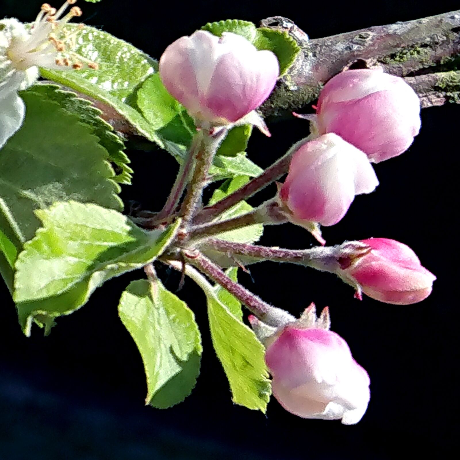 Sony Xperia XZ Premium sample photo. Apple blossom, tree, spring photography