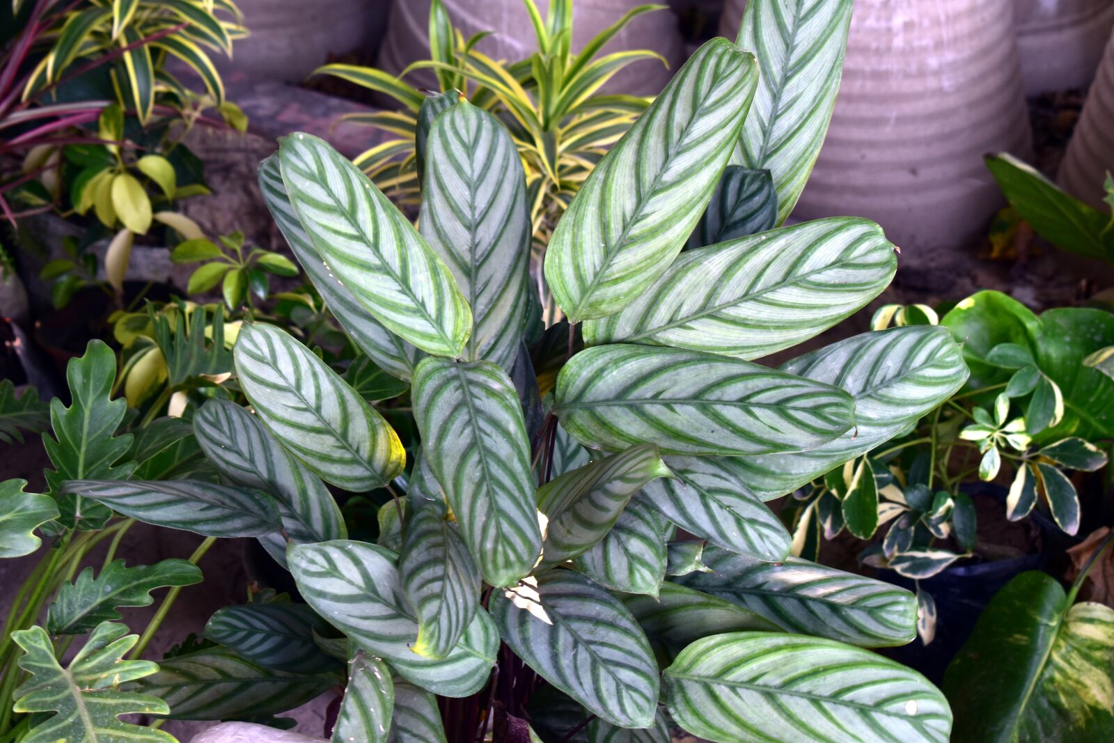 Nikon D5600 sample photo. Green leaves, croton, reticulate photography
