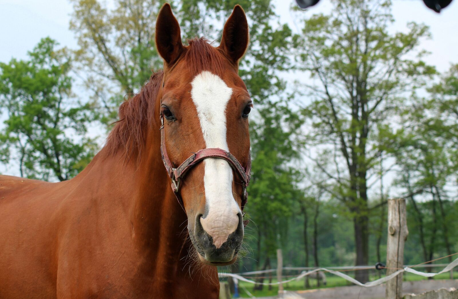 Canon EOS 1200D (EOS Rebel T5 / EOS Kiss X70 / EOS Hi) sample photo. The horse, animals, nature photography