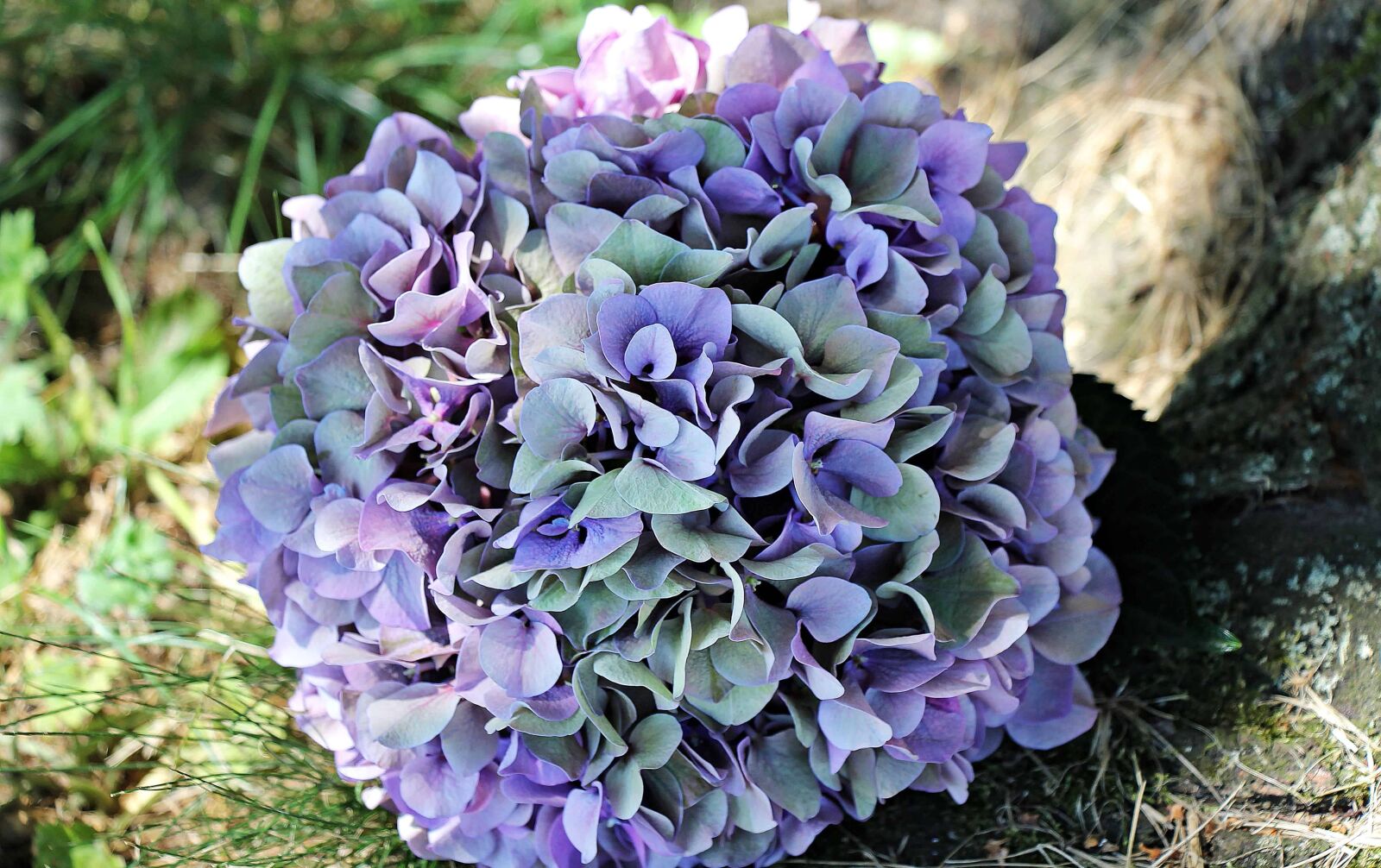 Canon EOS 550D (EOS Rebel T2i / EOS Kiss X4) sample photo. Hydrangea, nature, flora, flower photography