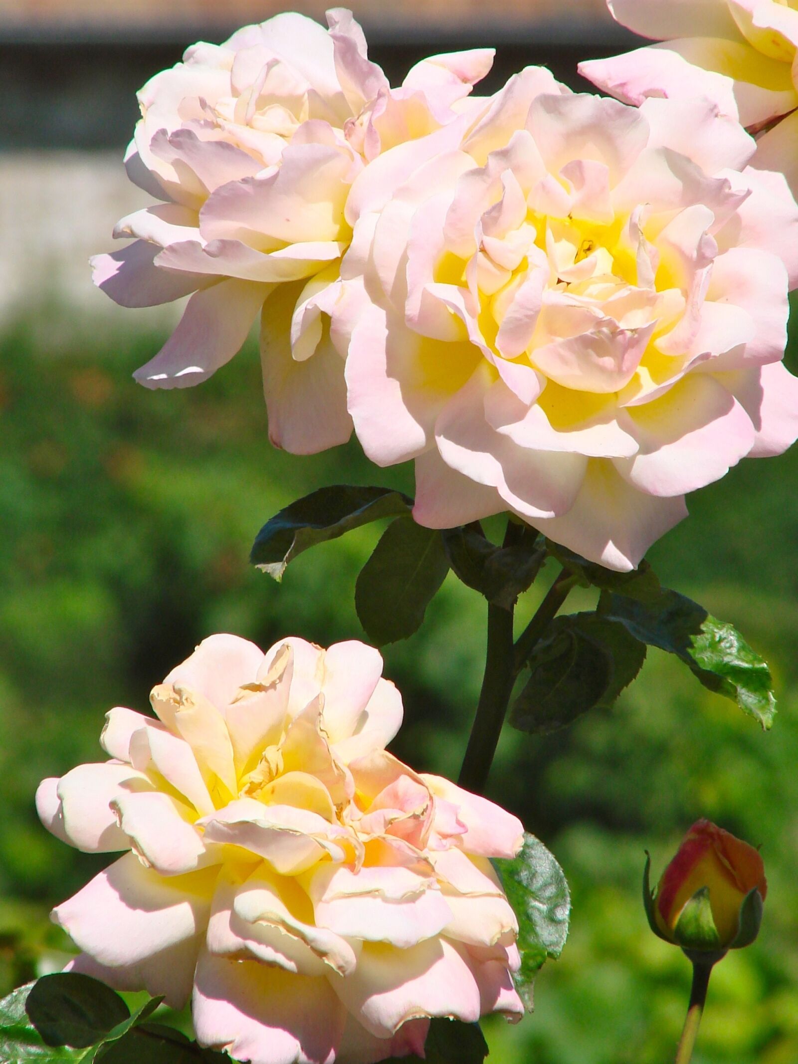 Sony DSC-H5 sample photo. Rose, peach, colour photography