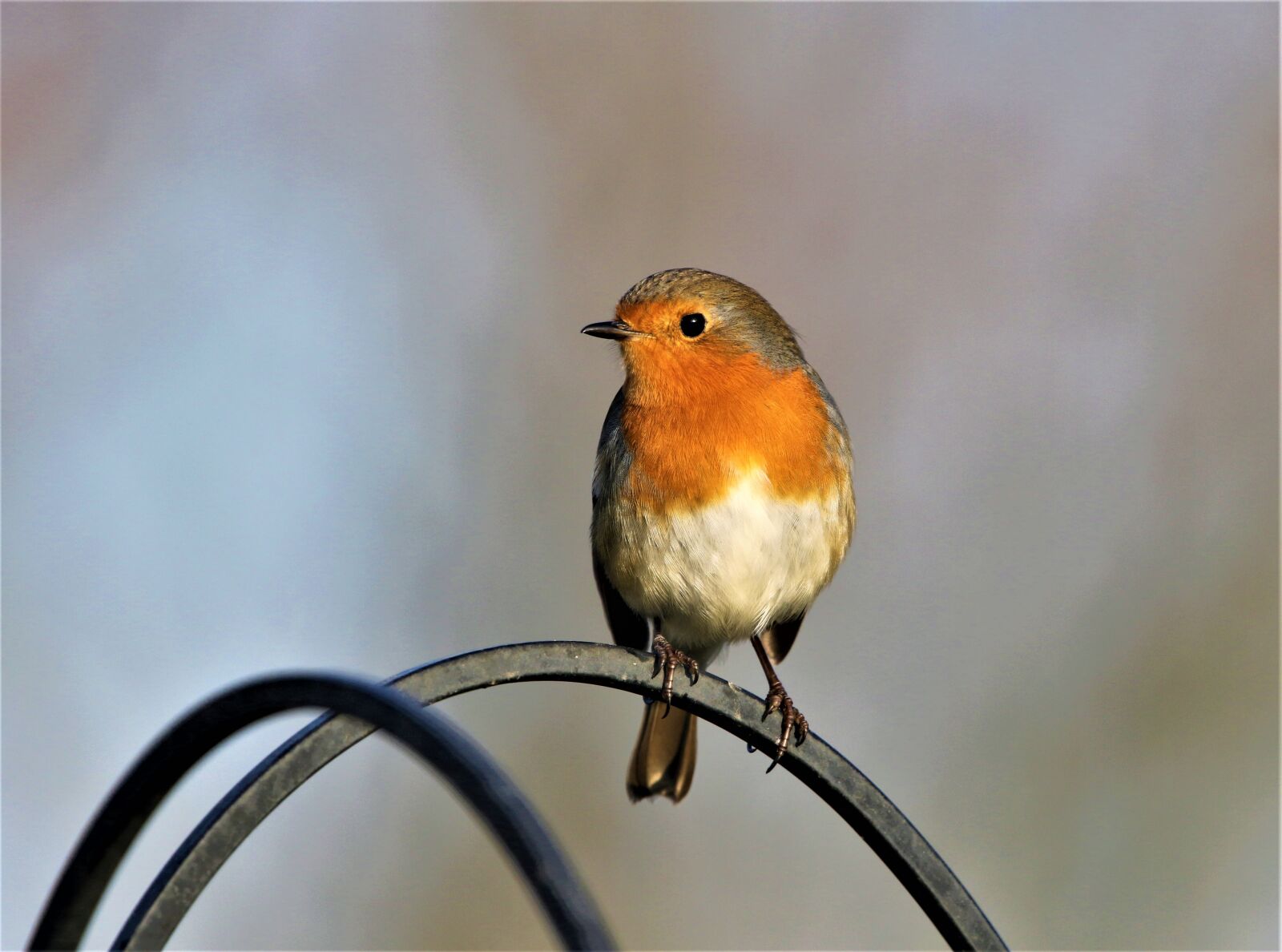 150-600mm F5-6.3 DG OS HSM | Contemporary 015 sample photo. Robin, robin redbreast, bird photography