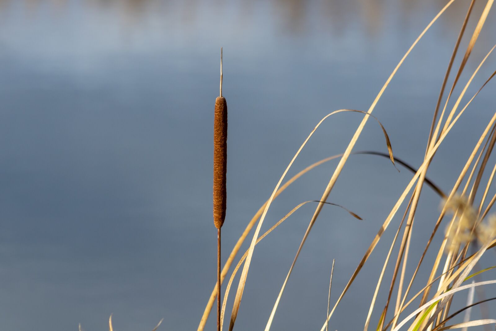 Canon EF75-300mm f/4-5.6 sample photo. Wildflower, mace, cattail photography