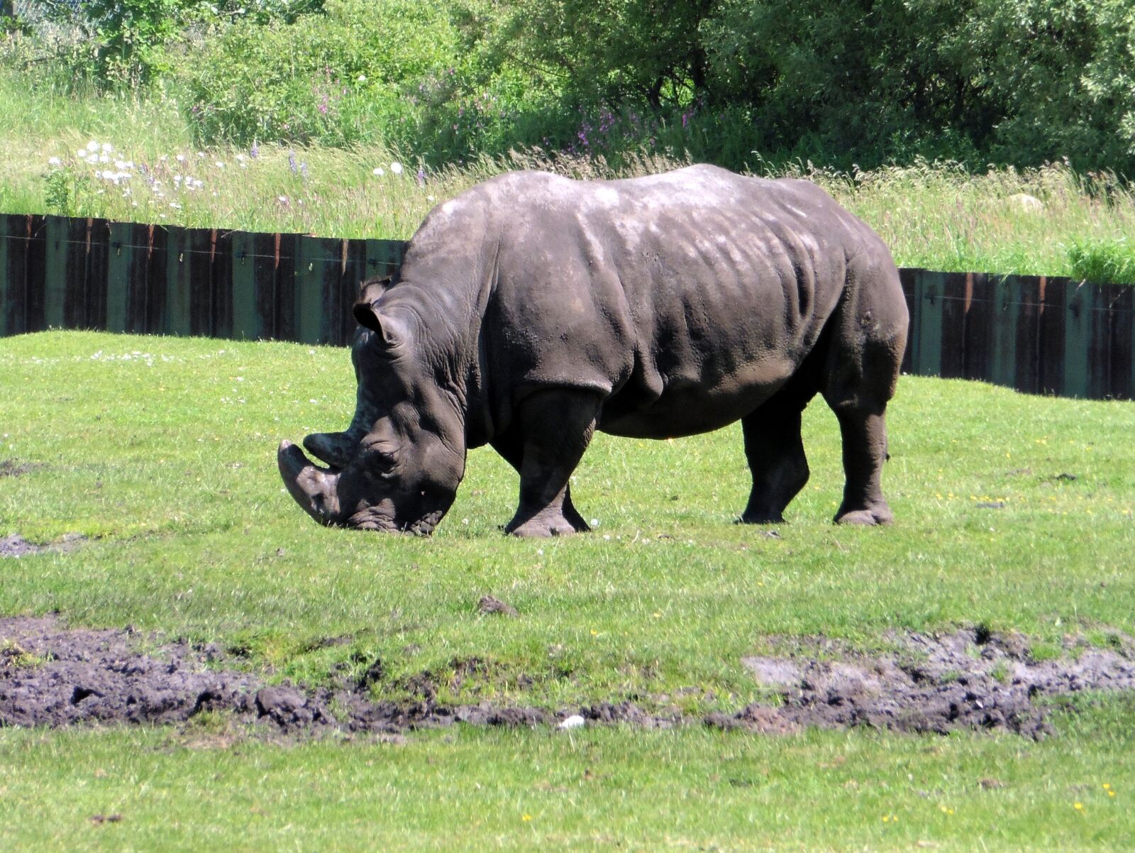 Panasonic DMC-TZ56 sample photo. "White rhino, zoo, rhino" photography