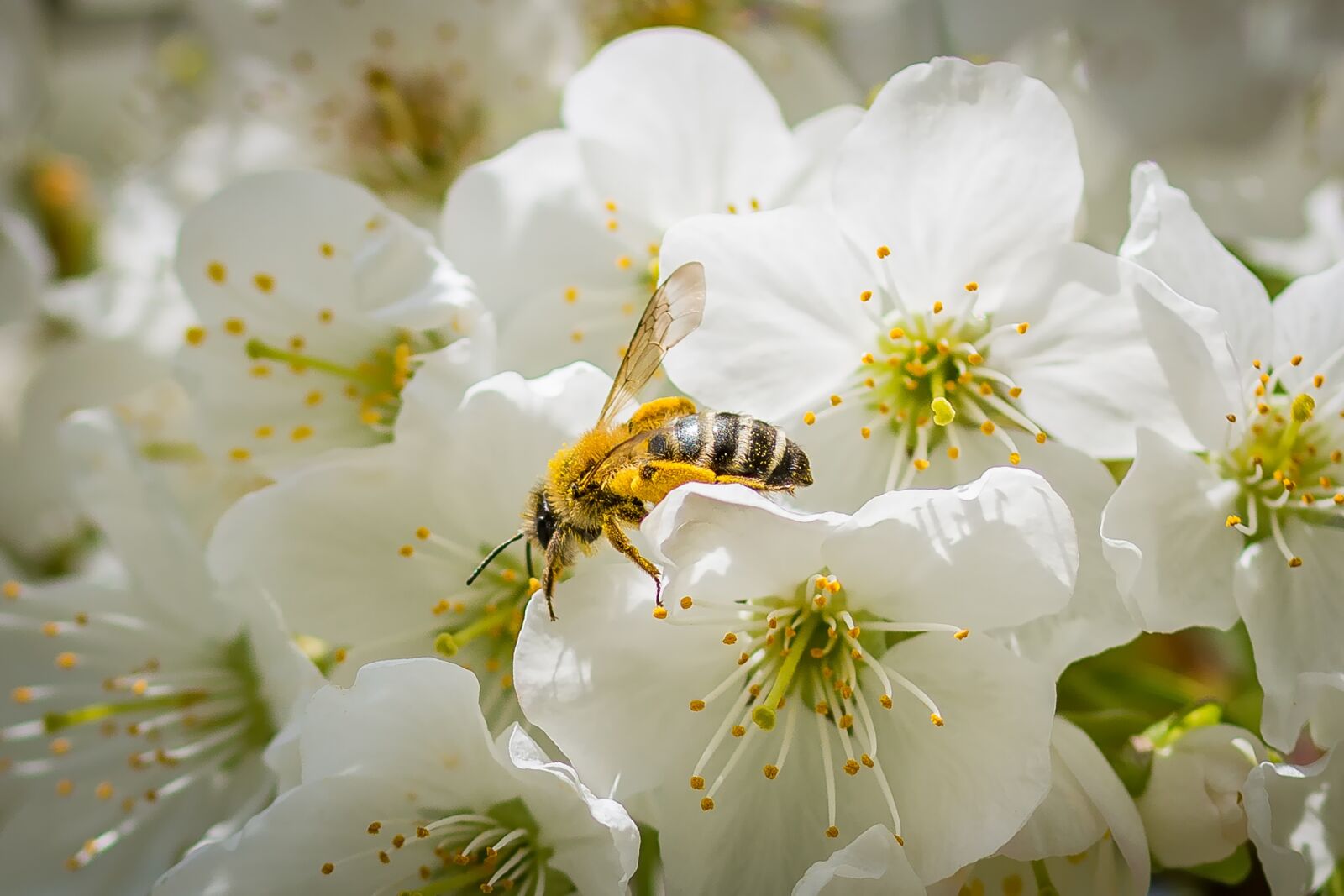 Nikon D7200 sample photo. Bee, cherry blossom, spring photography
