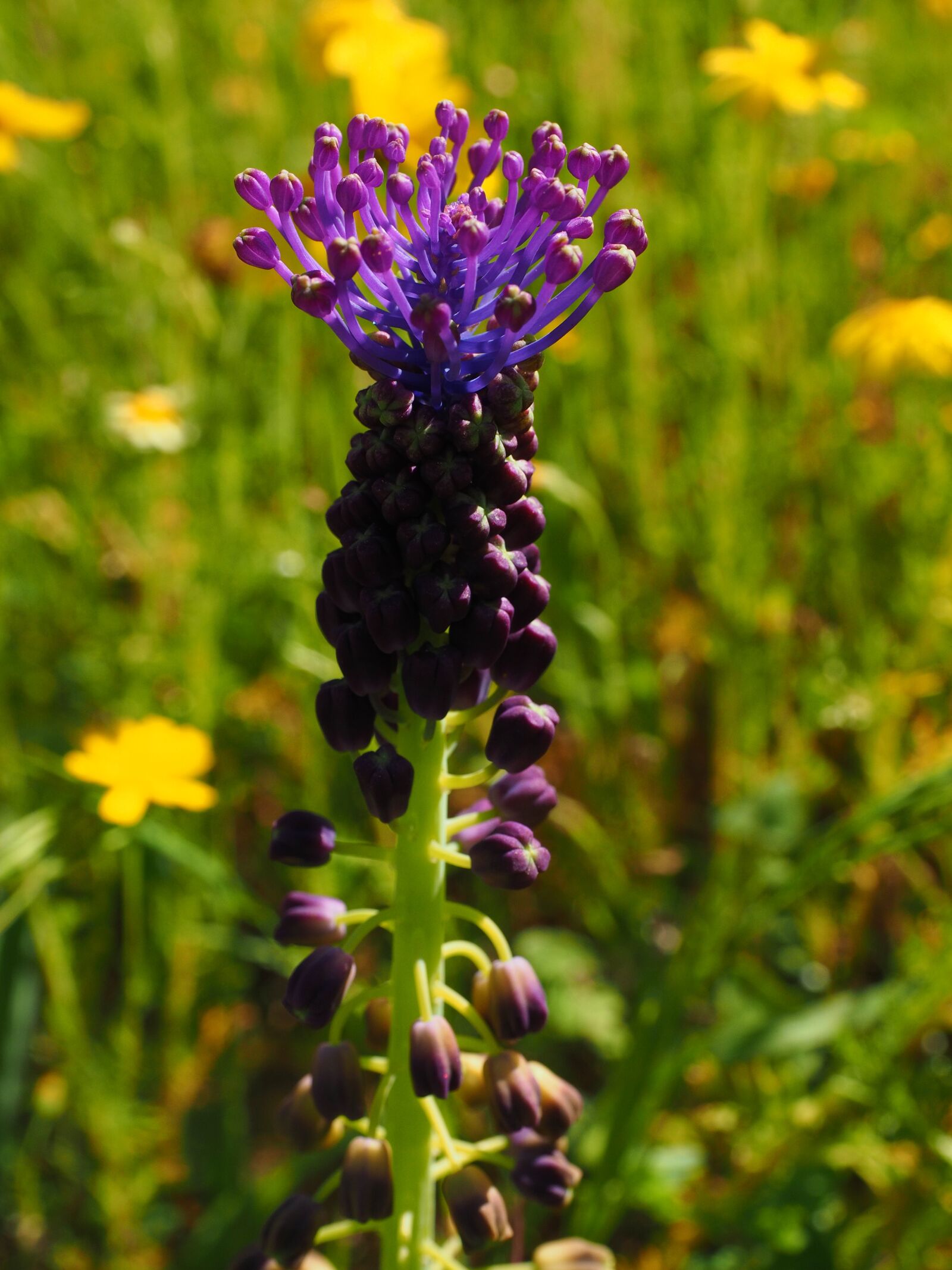Olympus OM-D E-M1 + Olympus M.Zuiko Digital ED 12-40mm F2.8 Pro sample photo. Schopf-grape hyacinth, blossom, bloom photography