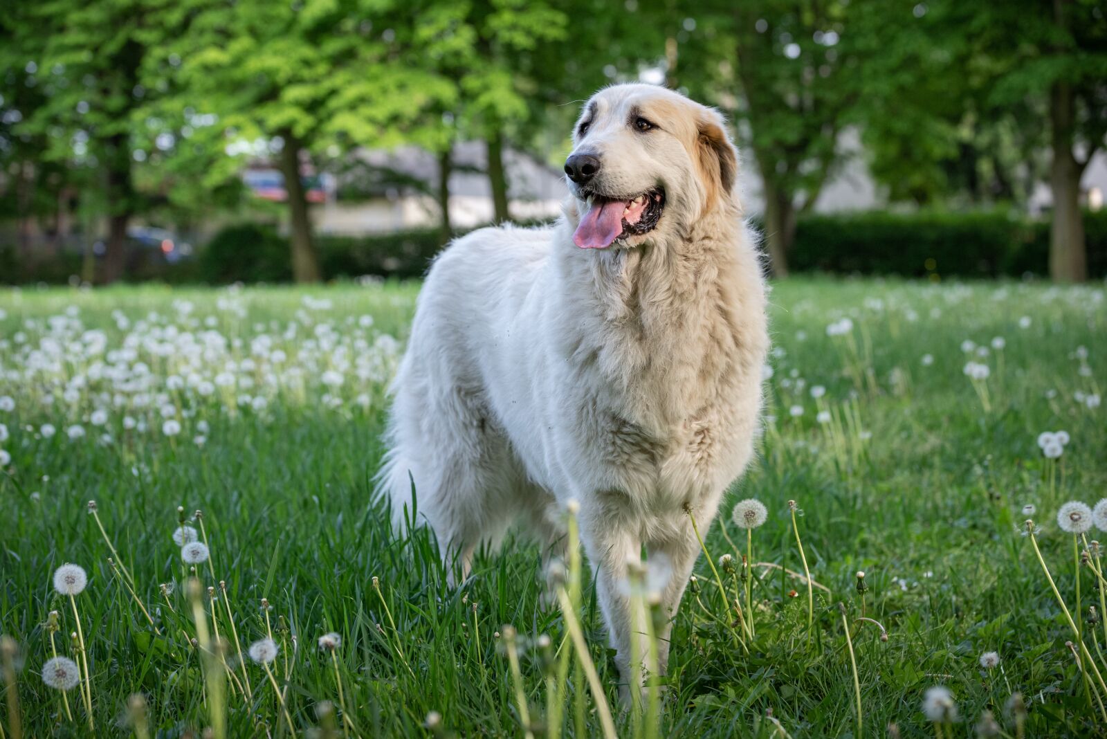 Tamron SP 70-200mm F2.8 Di VC USD sample photo. Dog, meadow, flower meadow photography