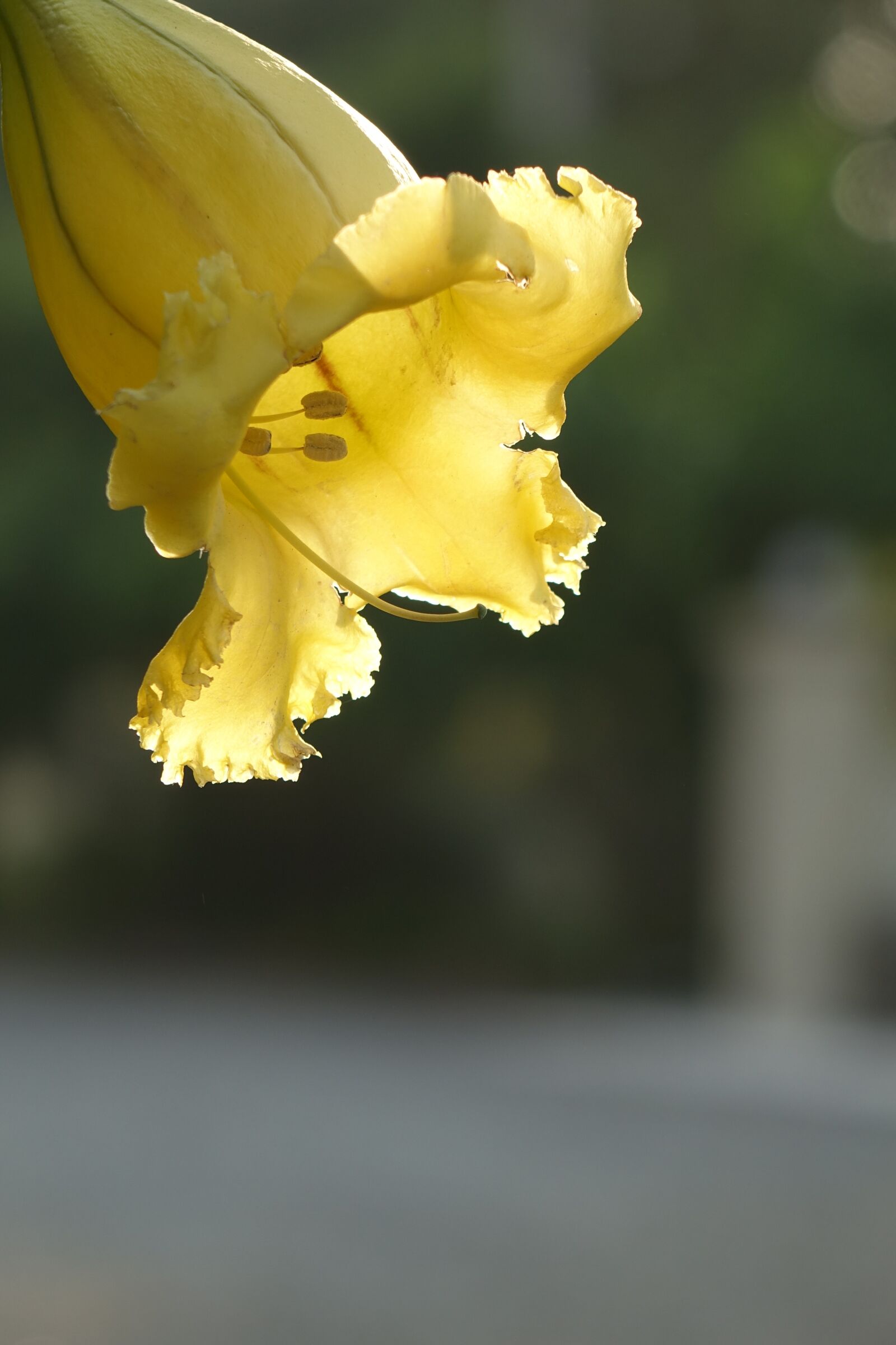 Sony Cyber-shot DSC-RX10 sample photo. Gold cup flower, trumpet photography