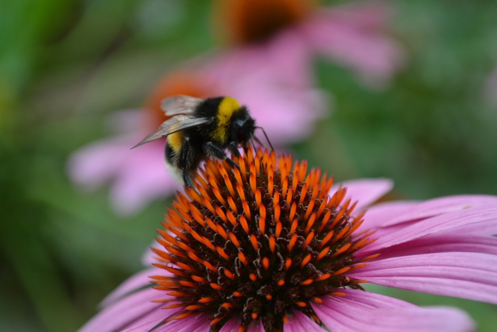 Nikon D3100 sample photo. Flowers, hummel, blossom photography