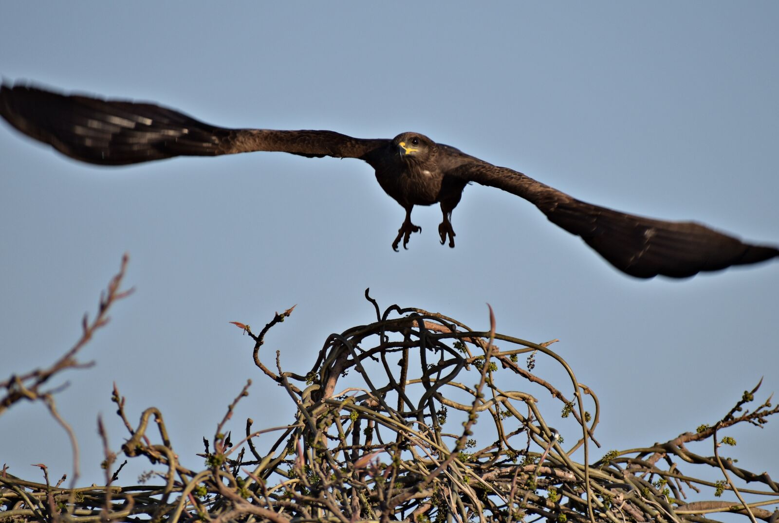 Nikon D5600 sample photo. Bird, wildlife, nature photography