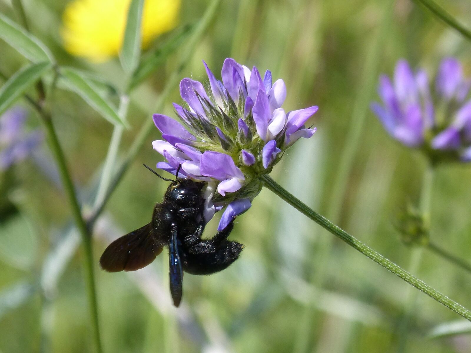 Panasonic DMC-FZ62 sample photo. Bumblebee carpenter, xilocopa violet photography