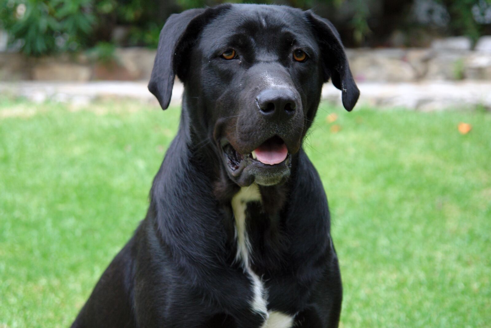 Sony DSC-R1 sample photo. Dog, black, pet photography