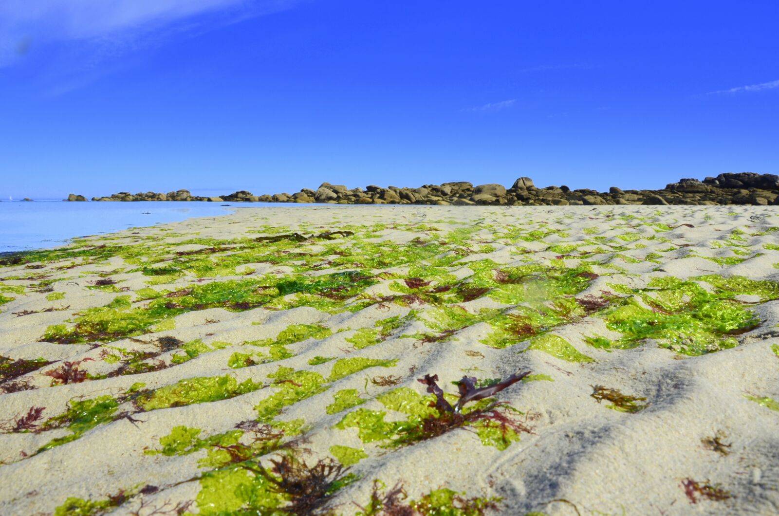 Nikon D5100 sample photo. Beach, seaweed, sea photography