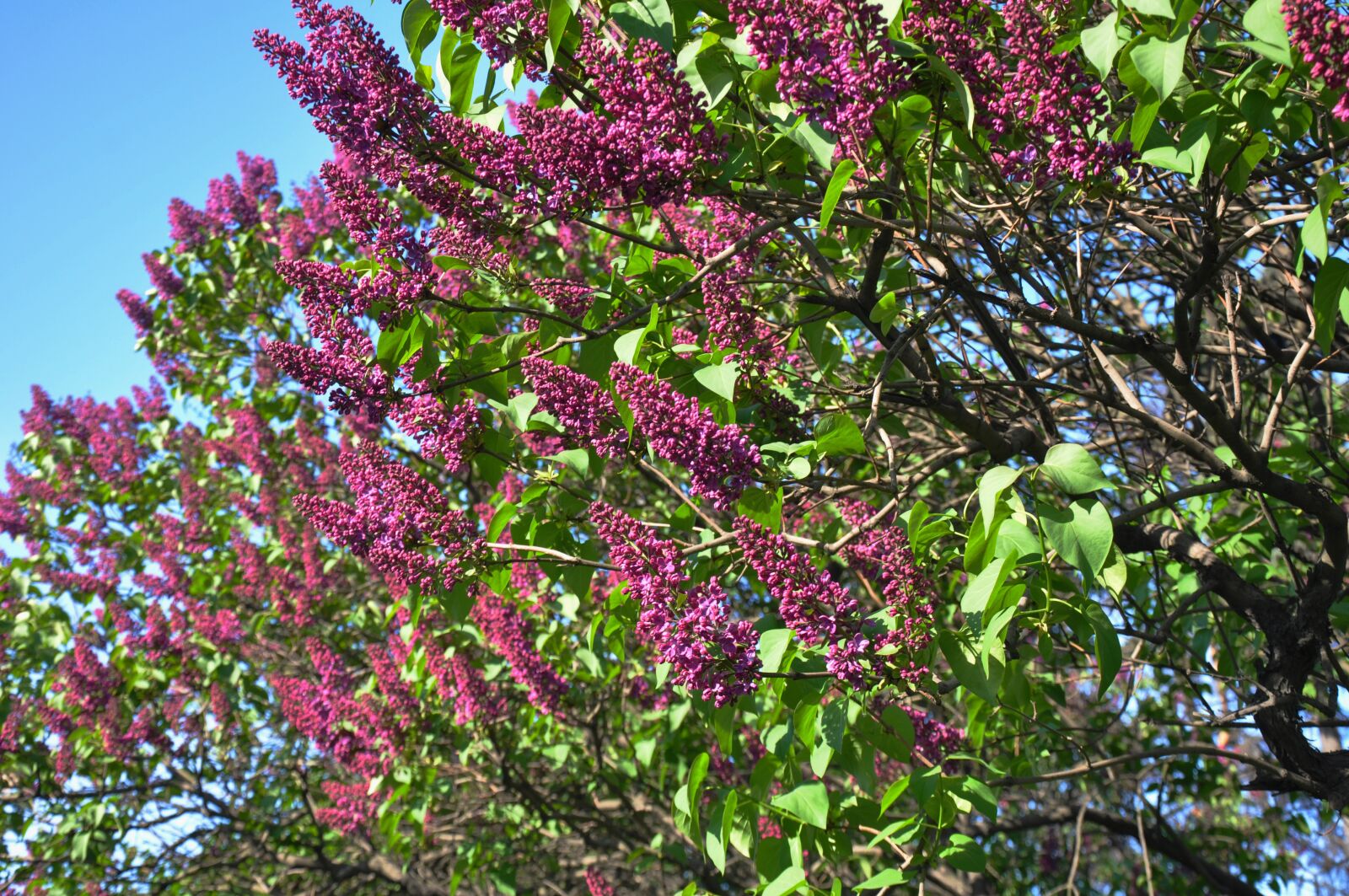 Nikon D90 sample photo. Spring, bloom, flowers photography
