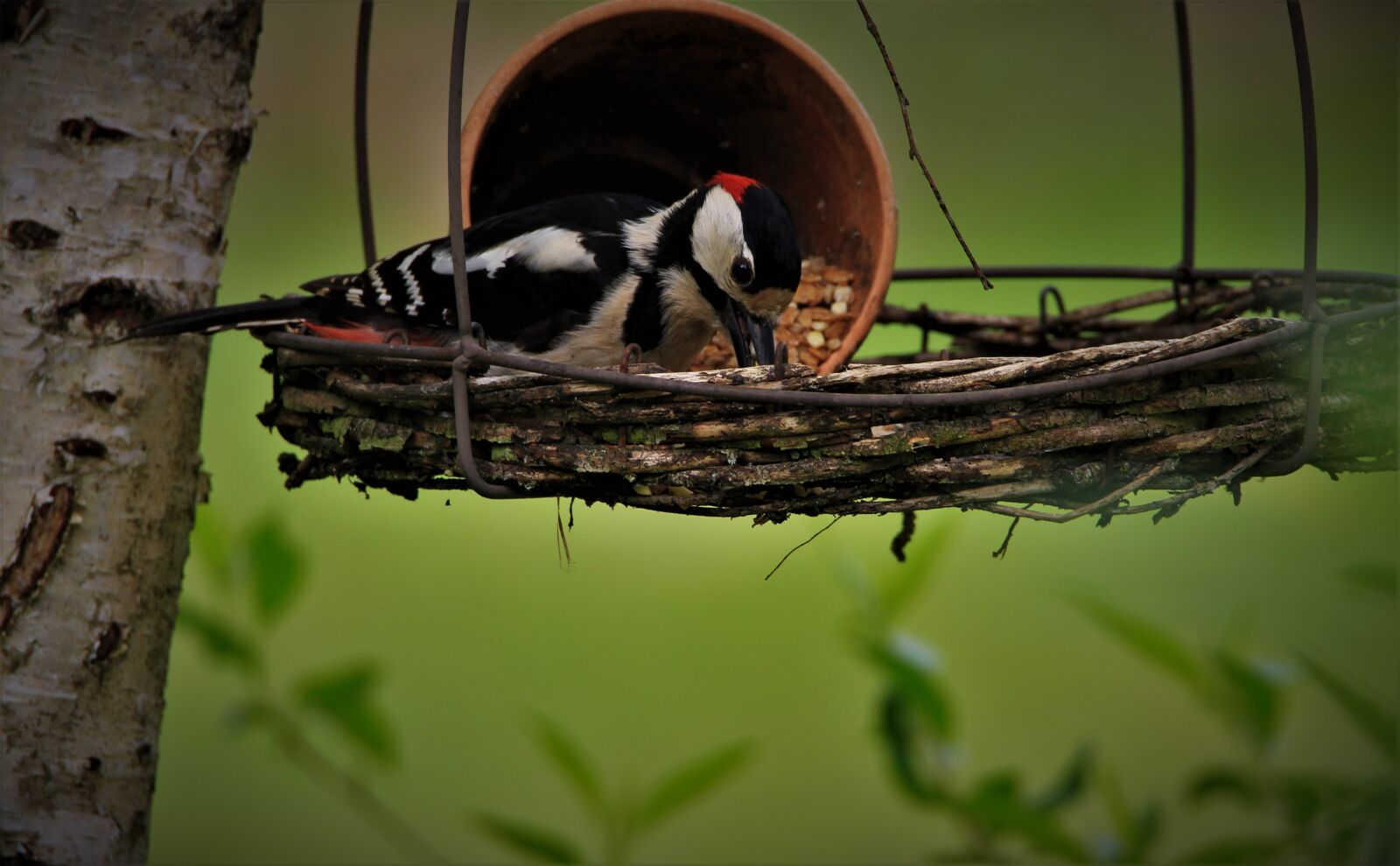 Tamron SP 150-600mm F5-6.3 Di VC USD sample photo. Great spotted woodpecker, fat photography