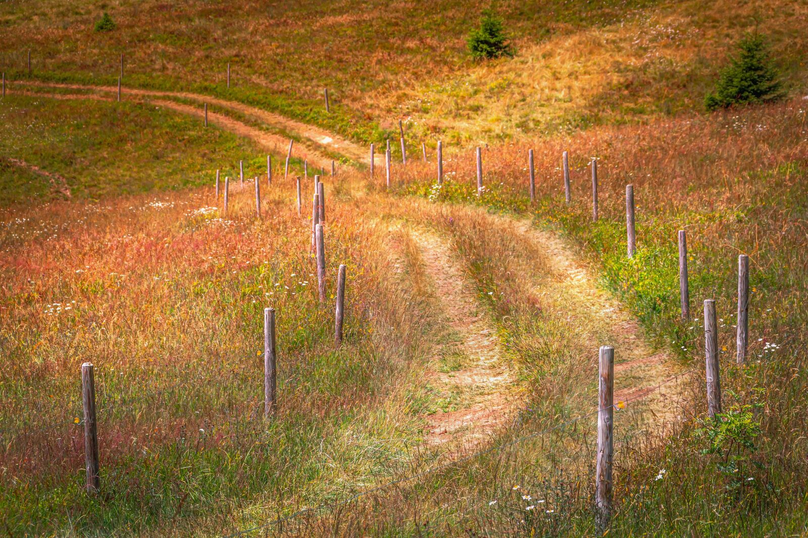 Canon EOS 60D sample photo. Hiking, away, meadow photography