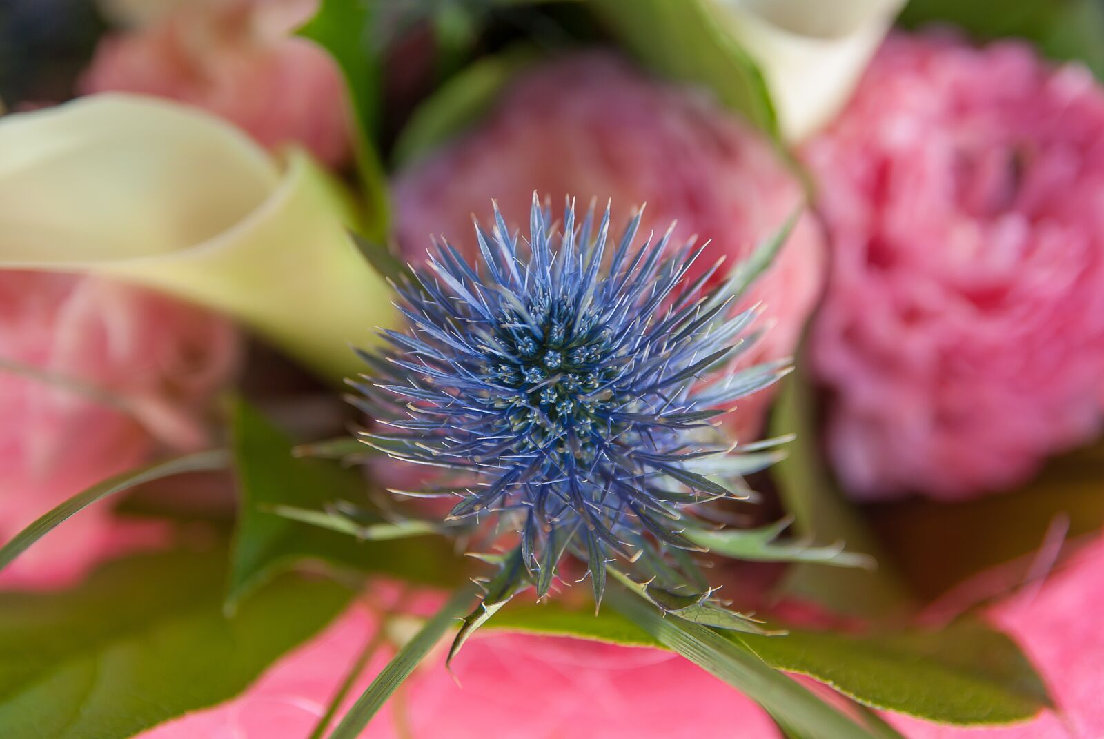 Pentax K10D sample photo. Flower, thistle, lys photography