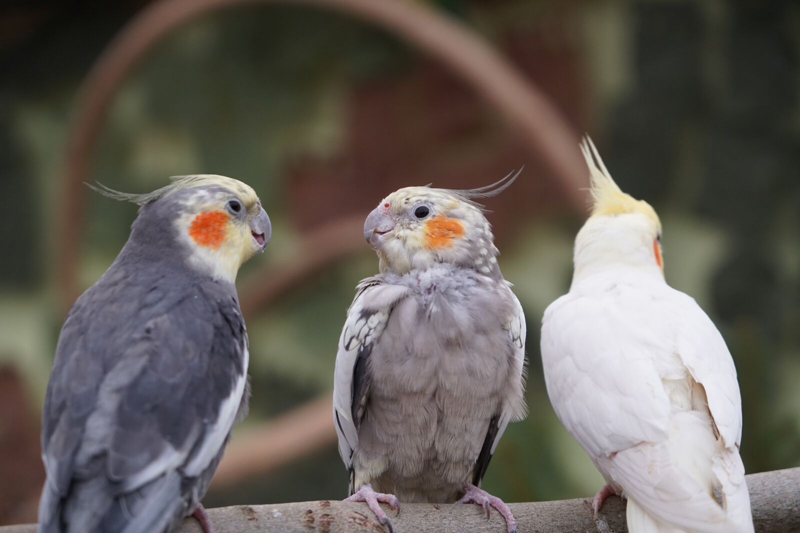 Sony a6500 + Sony Vario-Tessar T* E 16-70mm F4 ZA OSS sample photo. Bird, animal world, animal photography