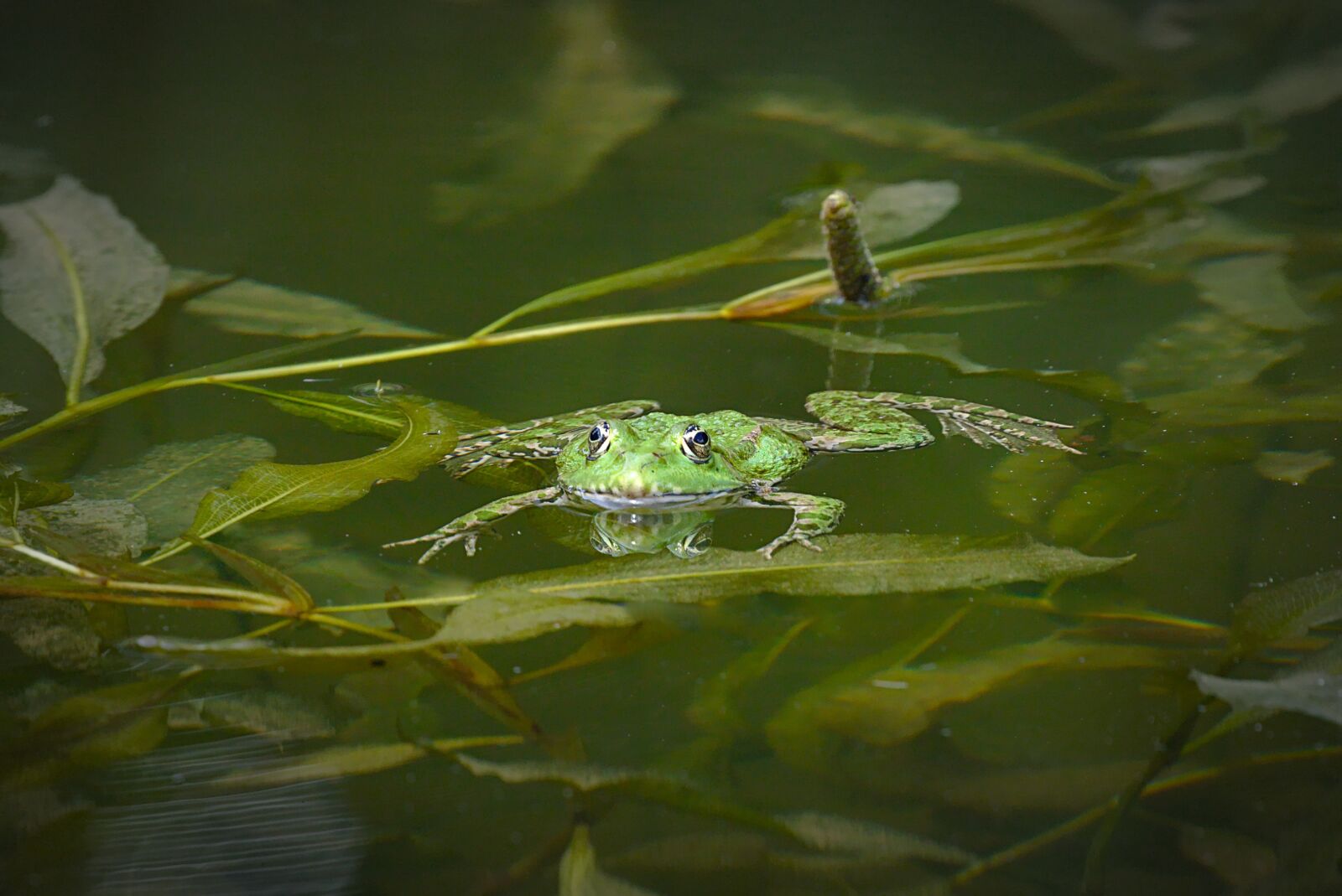 Canon EOS M5 sample photo. Frog, pond, water frog photography