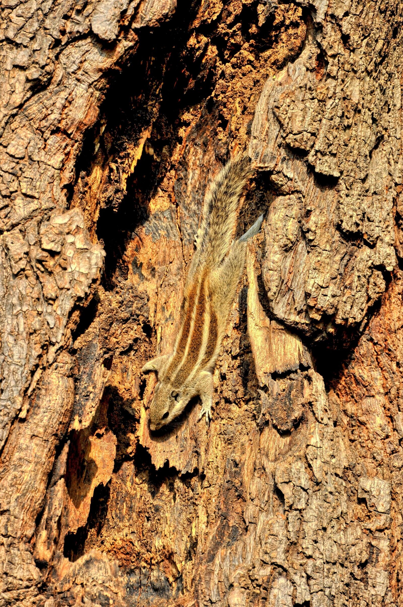 Nikon D5000 sample photo. Siberian chipmunk, animal, pet photography