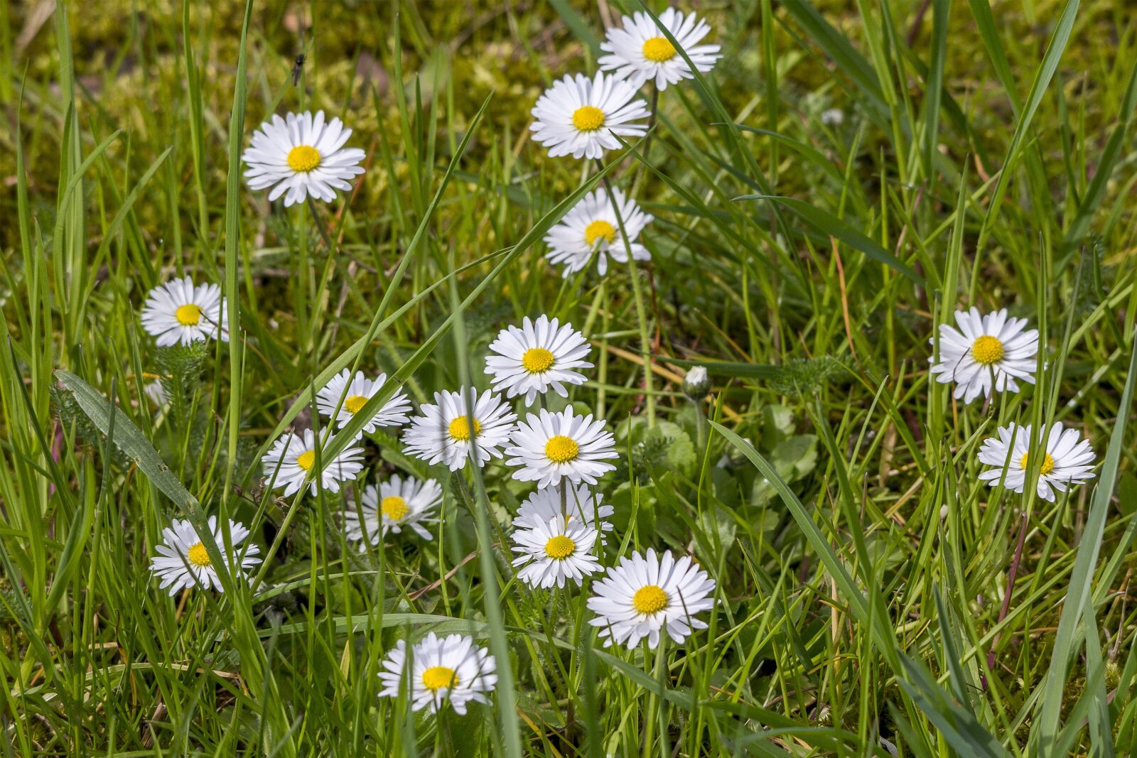 Canon EOS 60D sample photo. Daisies, nature, flower photography