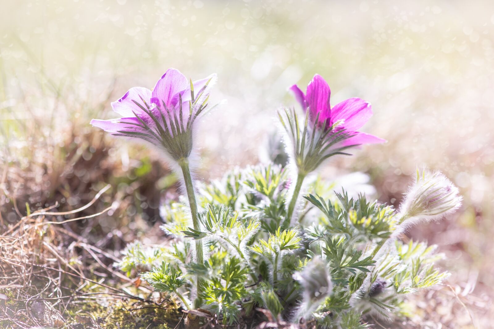 Nikon D750 sample photo. Anemones, flowers, purple photography