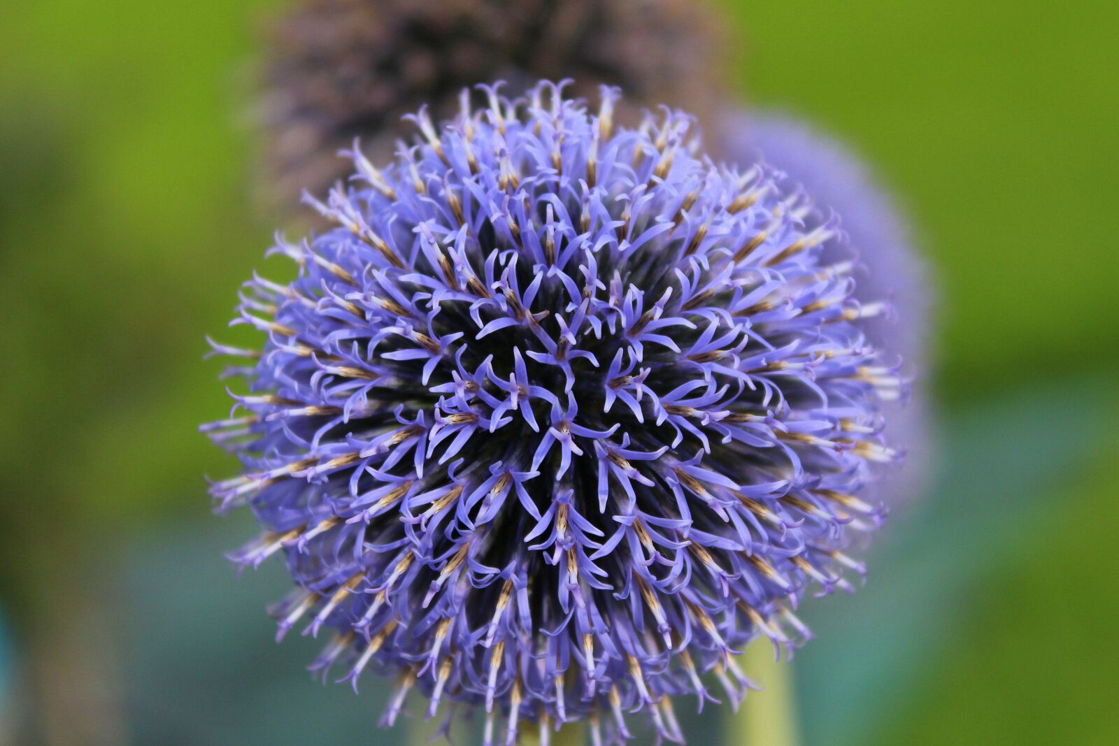 Canon EOS 1200D (EOS Rebel T5 / EOS Kiss X70 / EOS Hi) sample photo. Przegorzan blue, thistle, garden photography